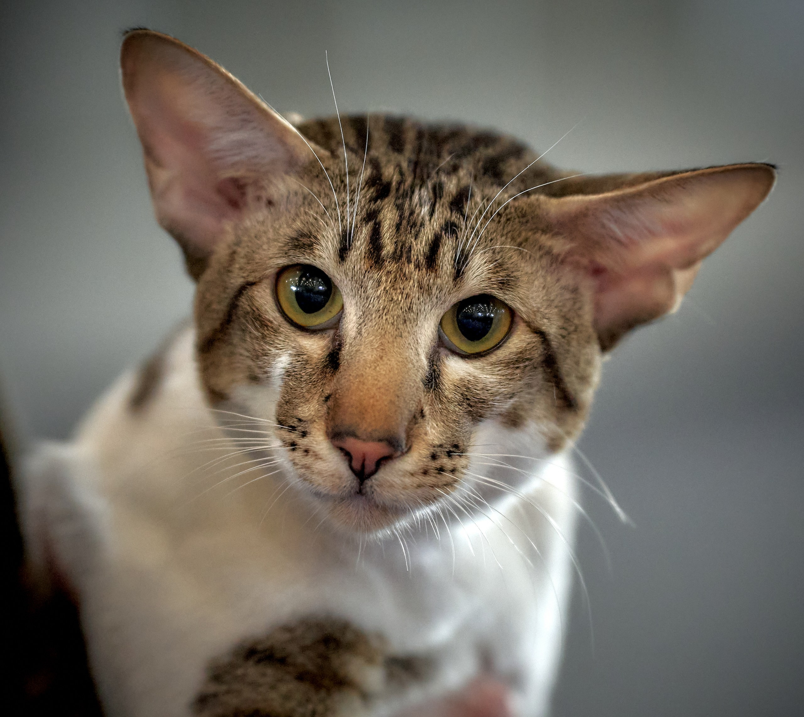 Кошки на выставках — галерея NATRIEL