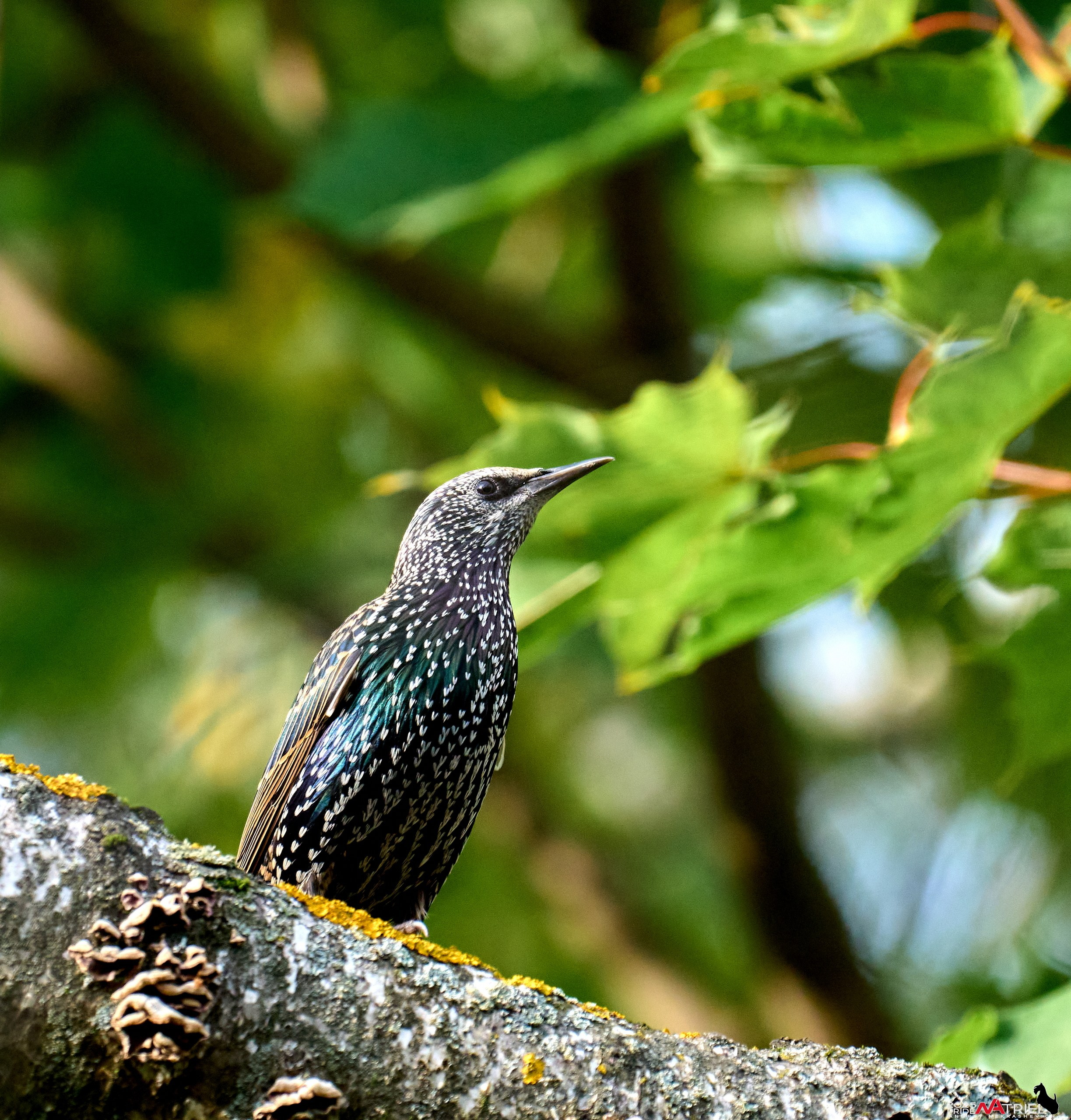 Съемка с объективом Sony 200-600 на камеру Sony A1m2