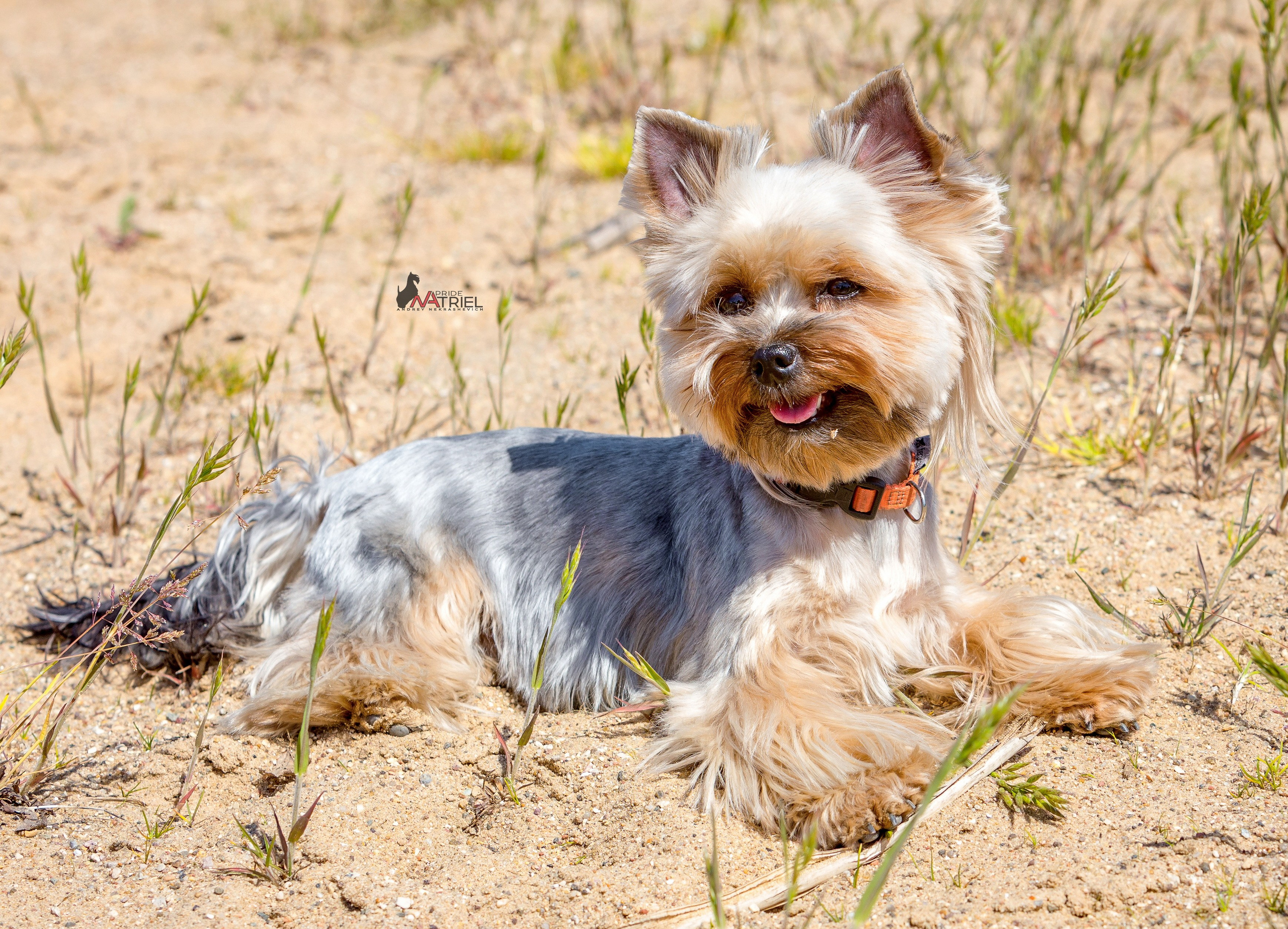 Йоркширский терьер Циля