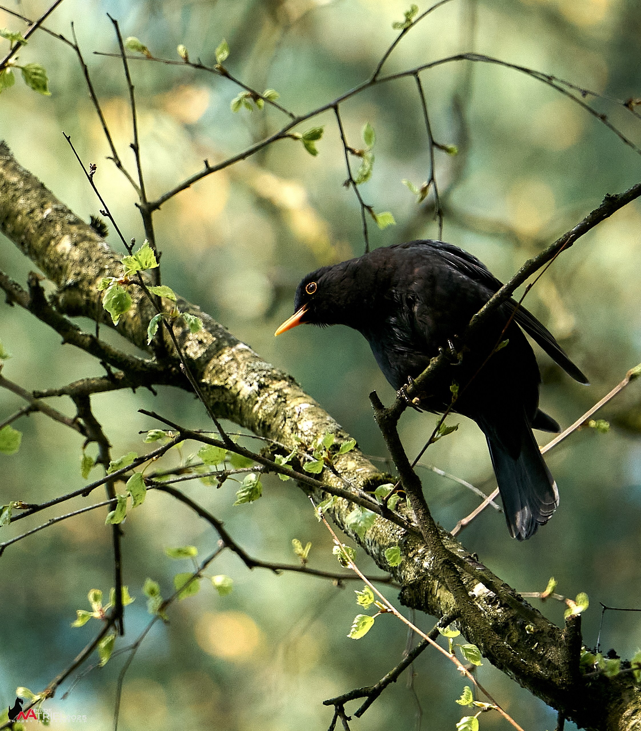 Съемка в майском лесу