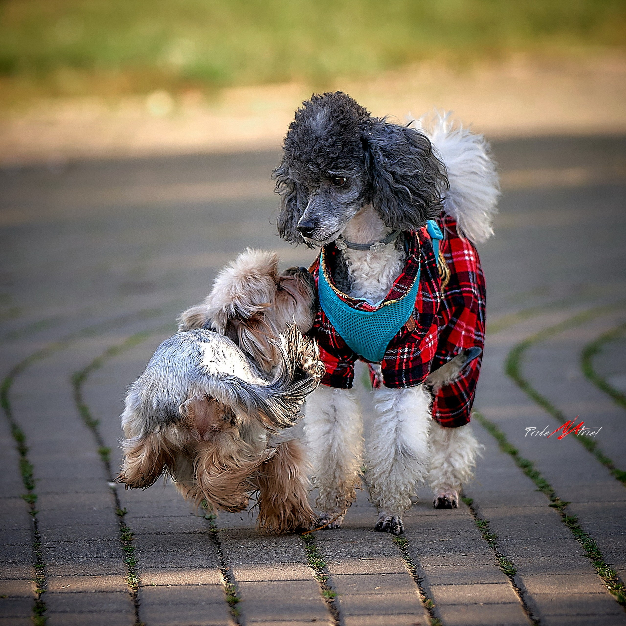Прогулка в движении — галерея NATRIEL