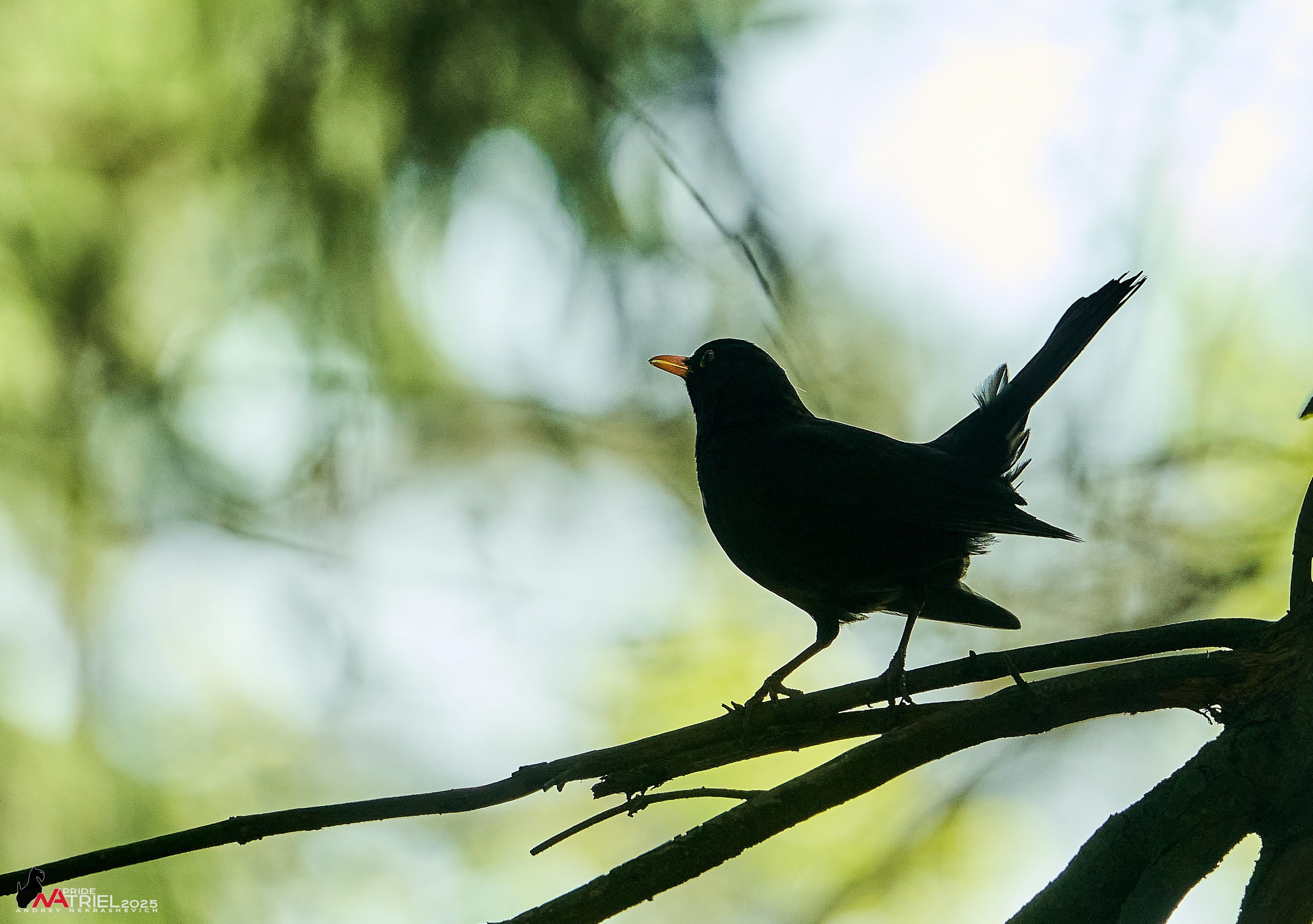 Съемка в майском лесу