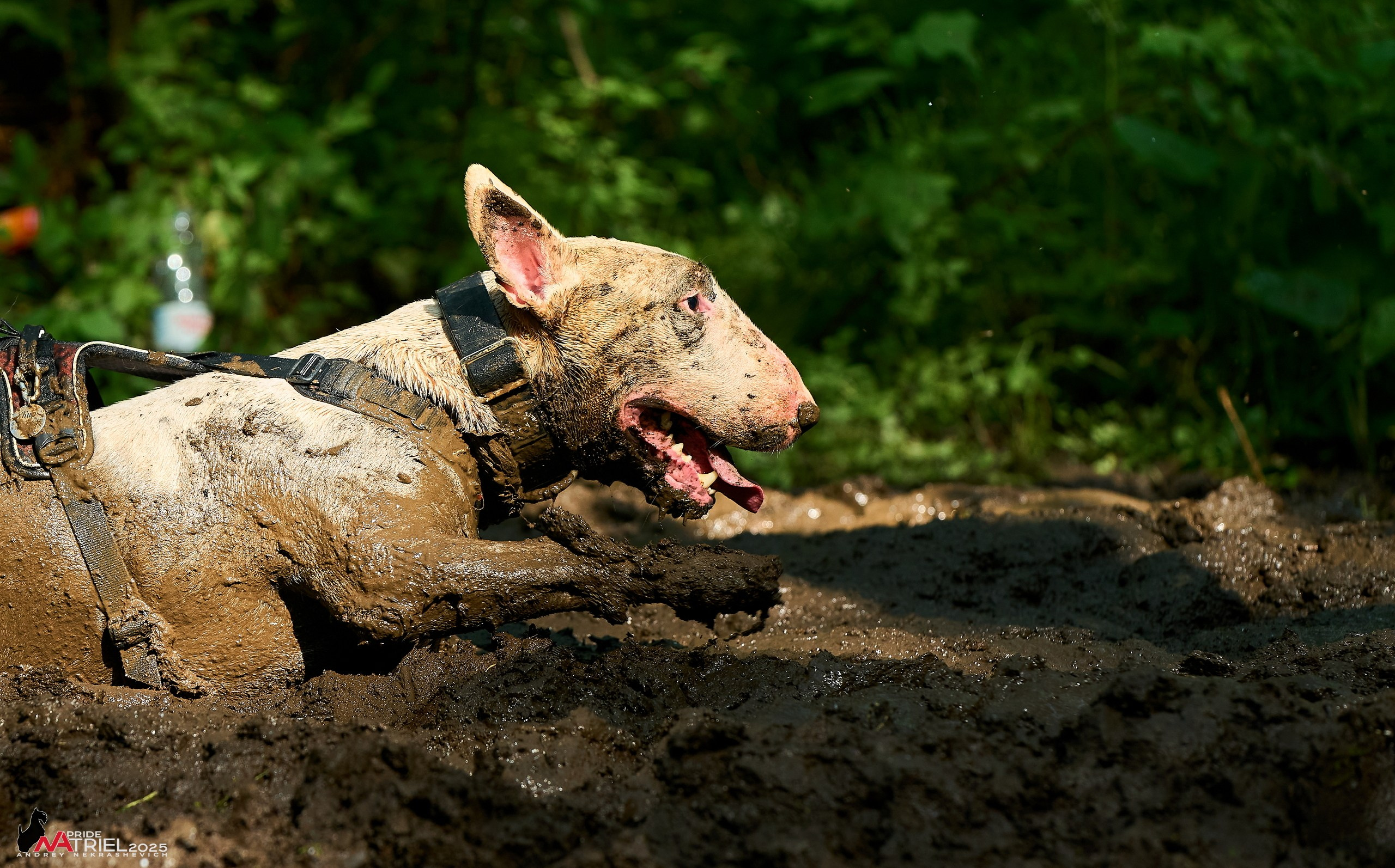 Russian Extreme Dog Trail — 2025