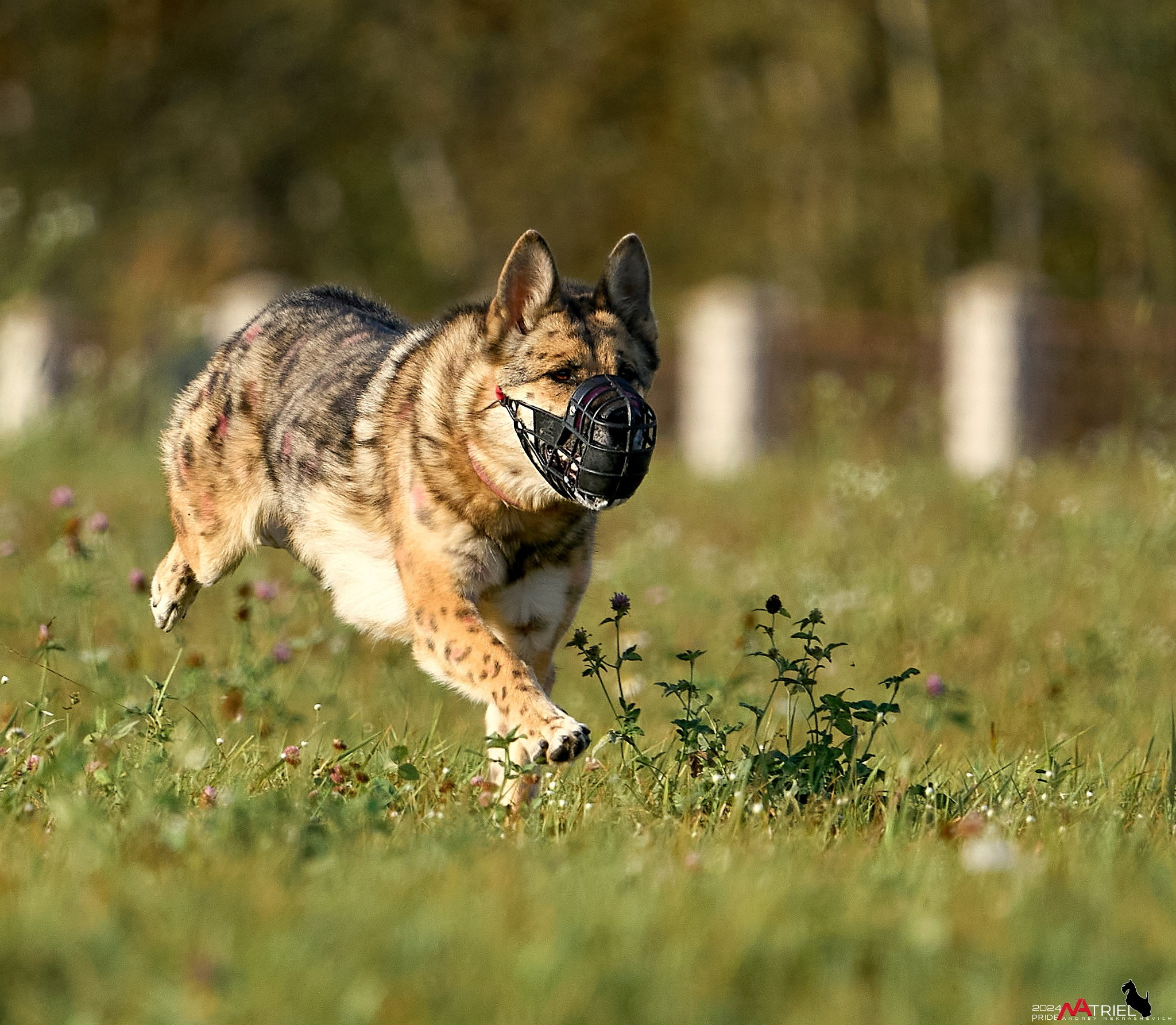 Курсинг в Иволге