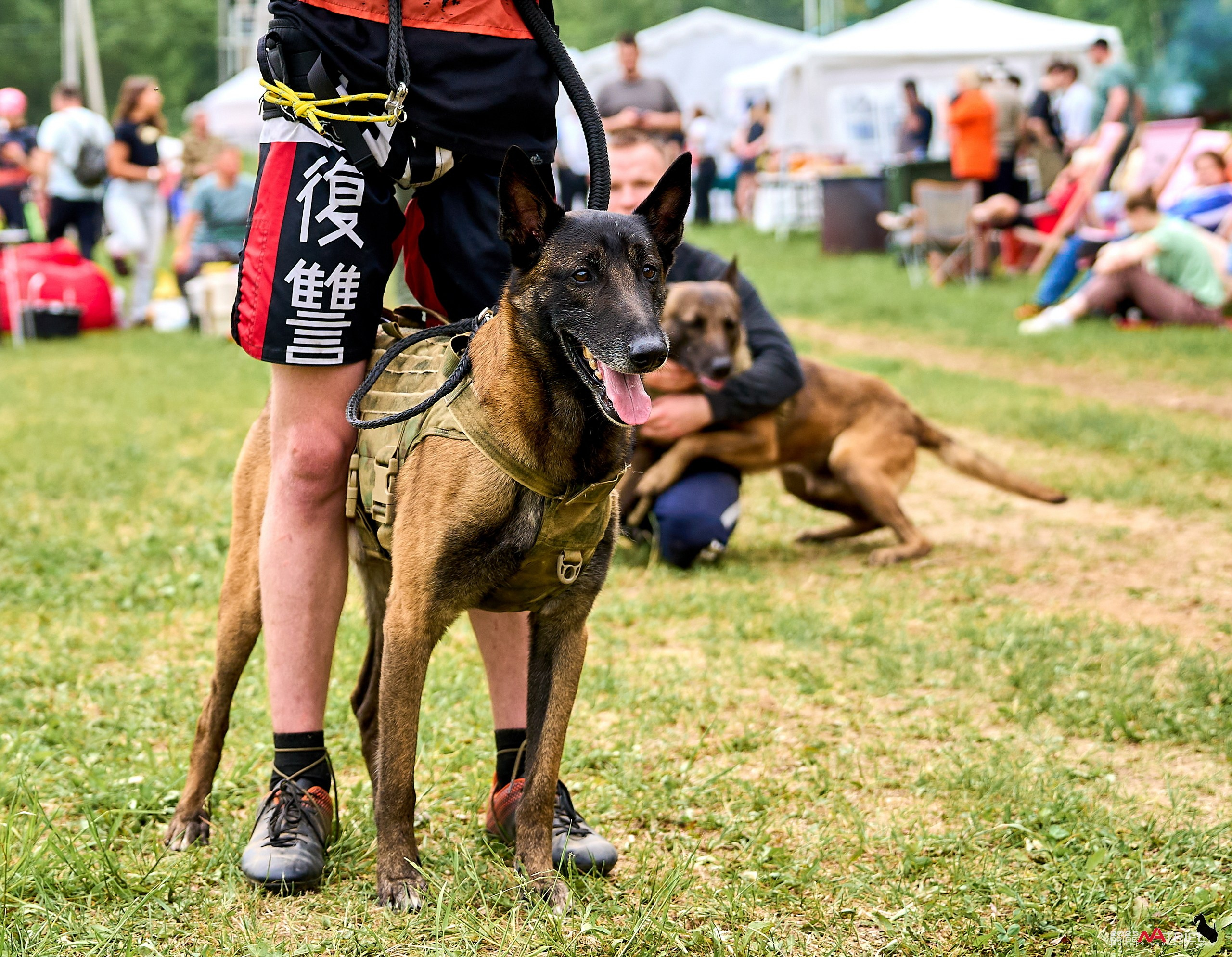 Russian Extreme Dog Trail — 2025