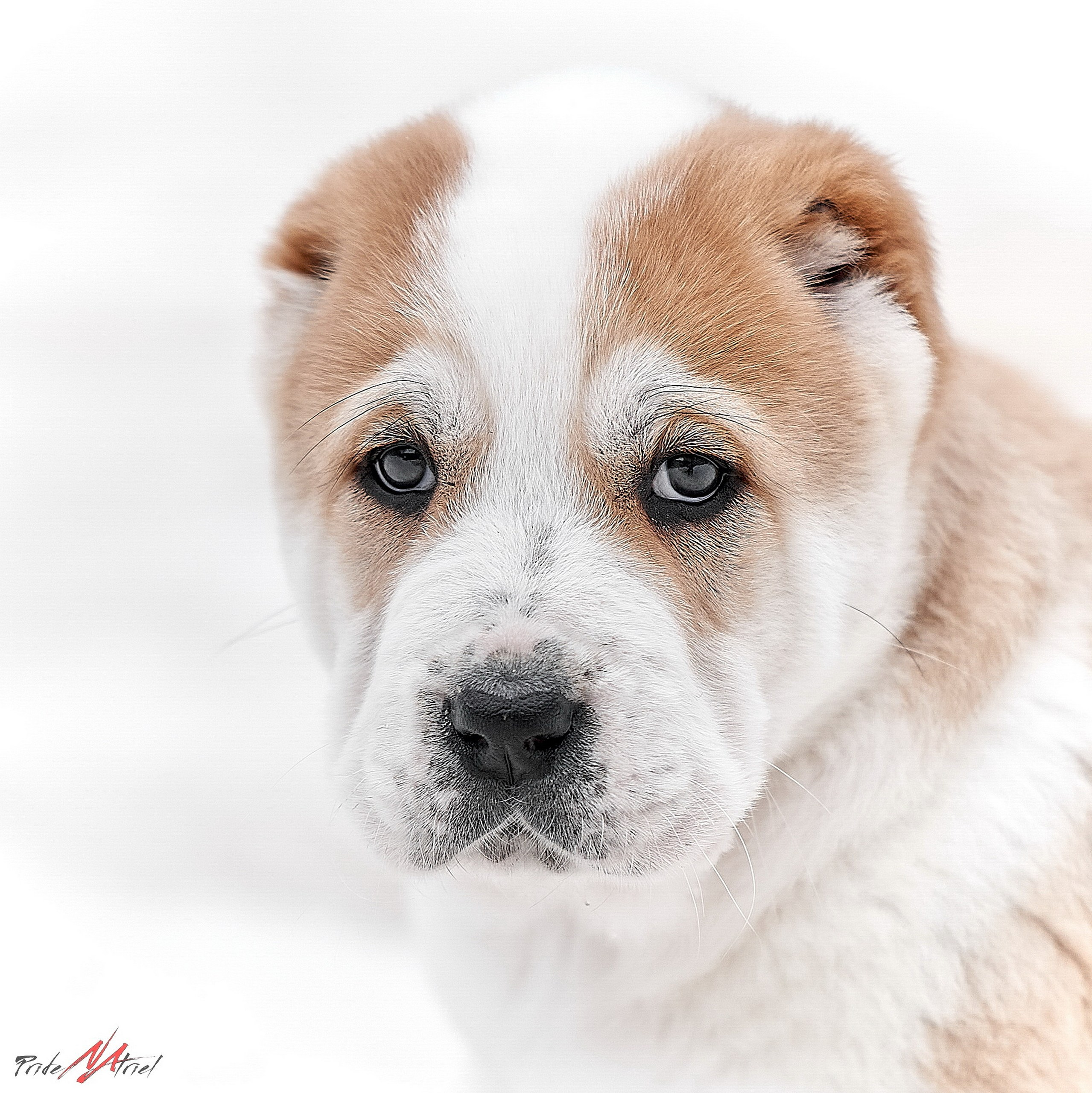 Щенки на прогулке — галерея NATRIEL