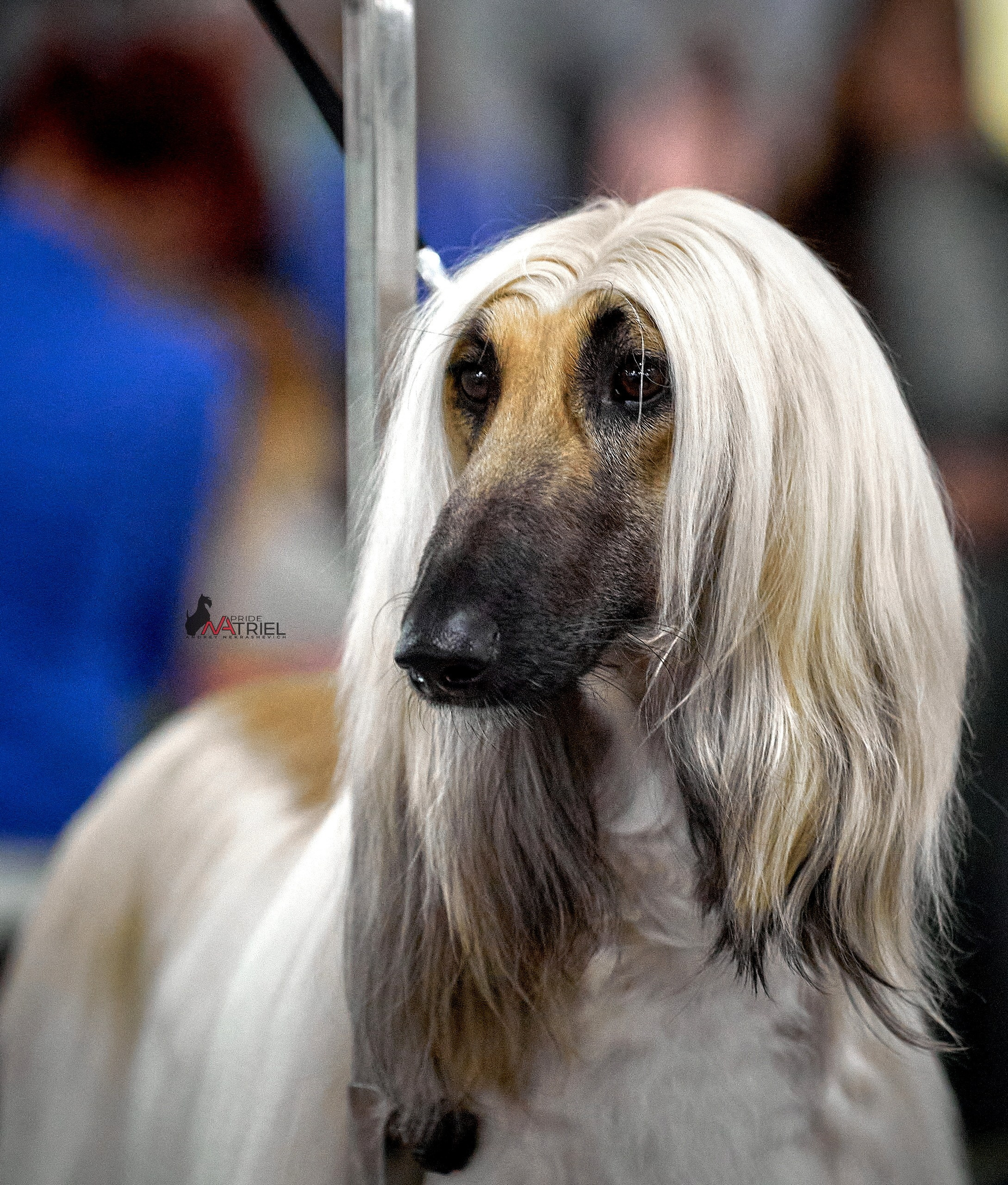 Портреты собак — галерея NATRIEL