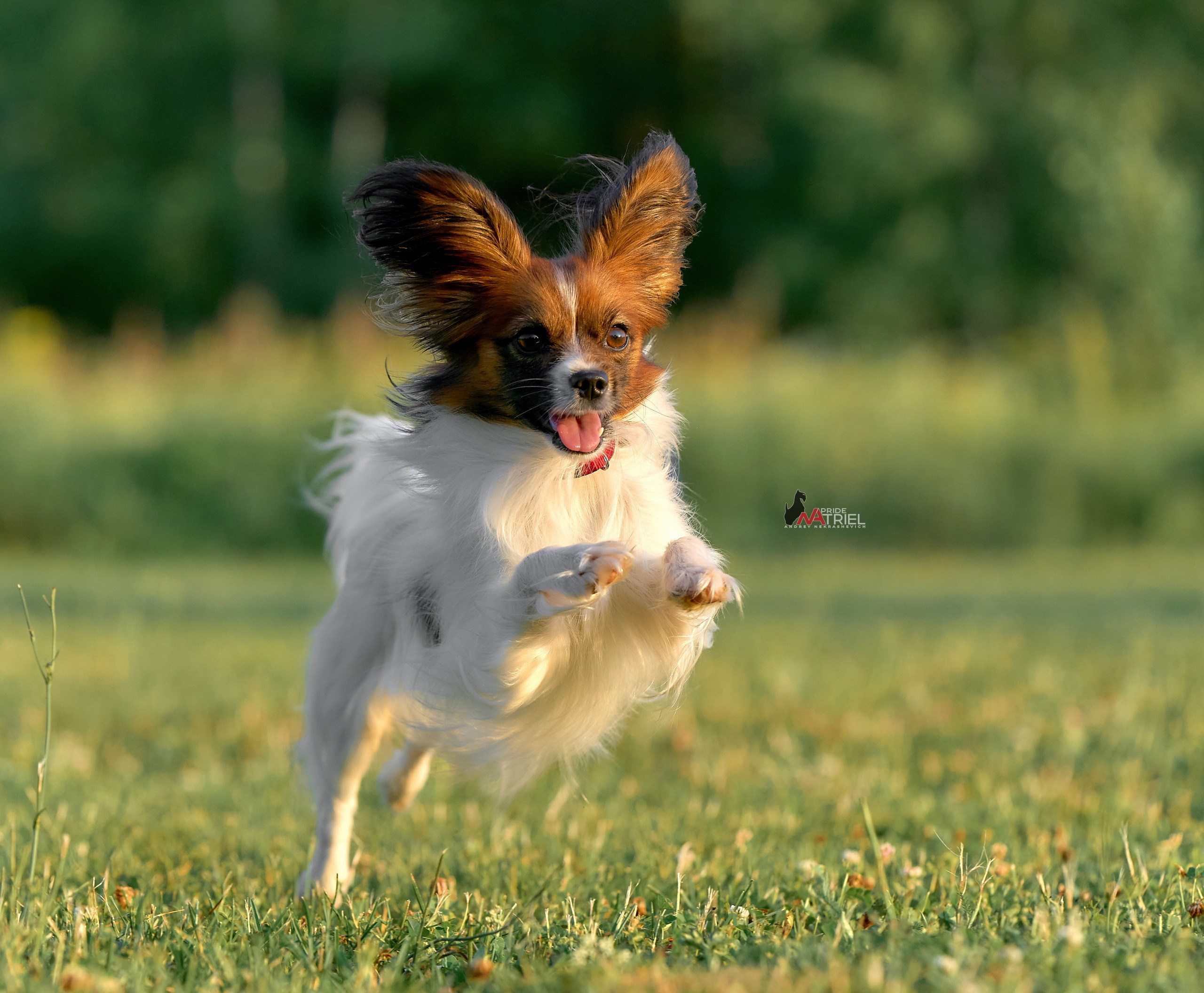 Прогулка в движении — галерея NATRIEL