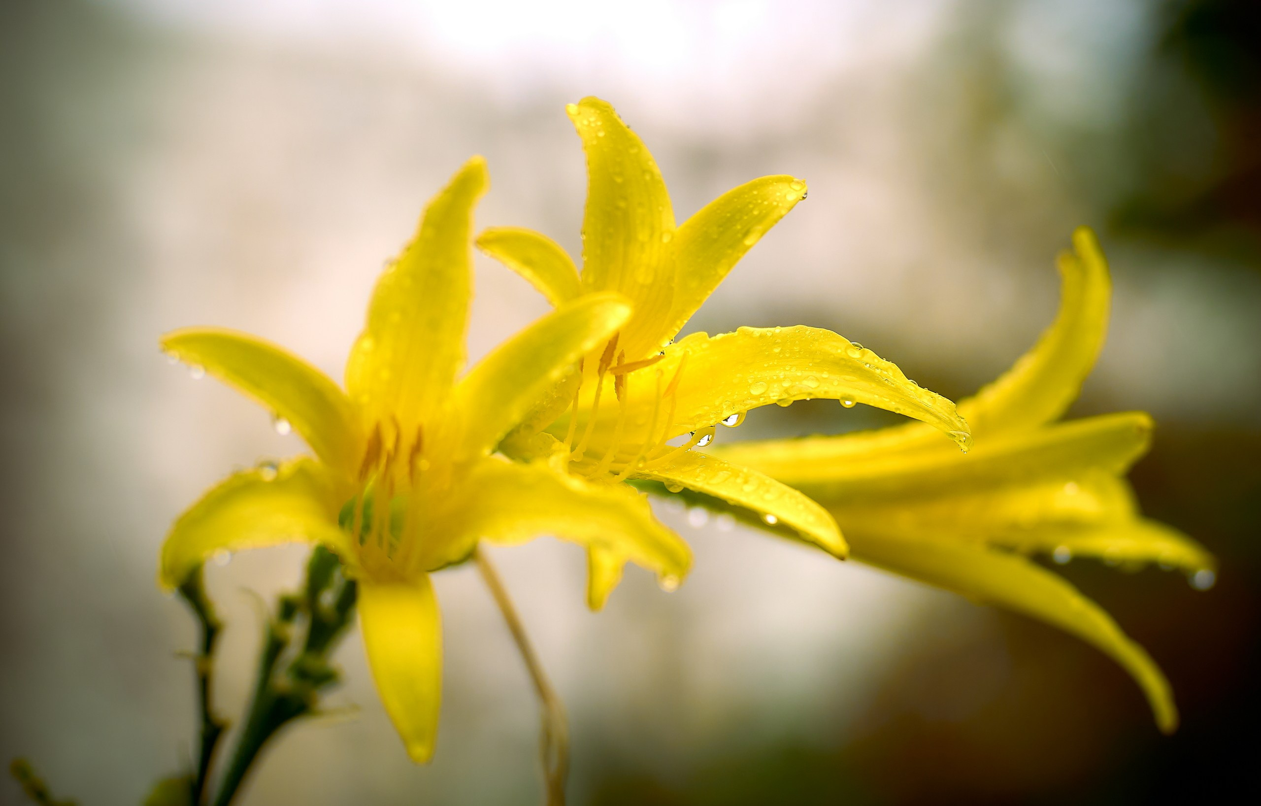 Лютики-цветочки — галерея NATRIEL