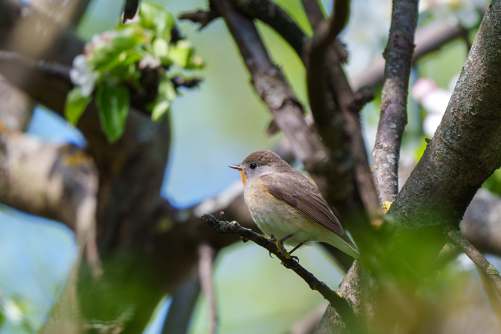 Удивительные мир птиц. Вокруг нас столько прекрасного — присмотритесь!. Ваш личный фотограф Марина Волкова