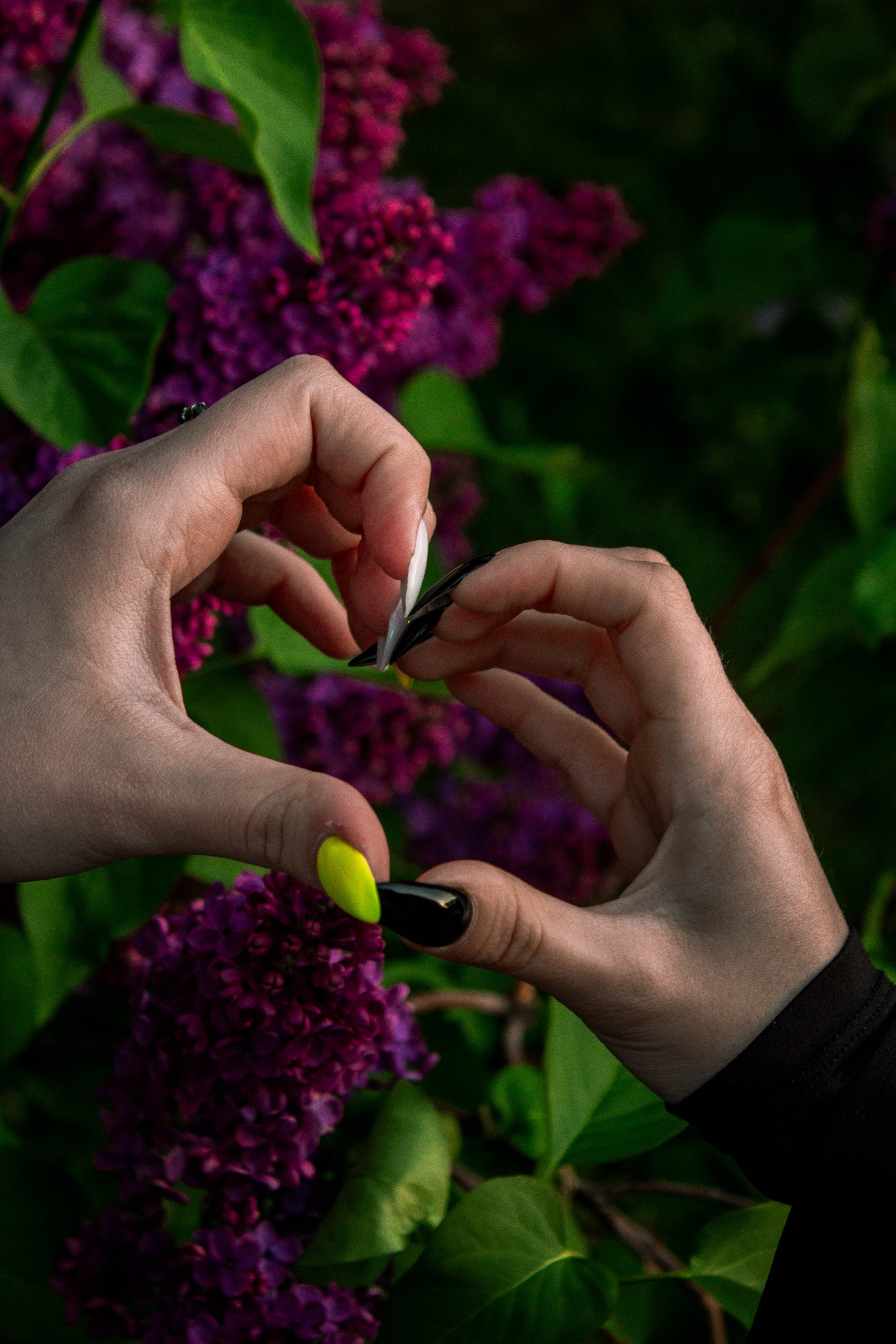 Сирень. Карпогоры, Санкт-Петербург