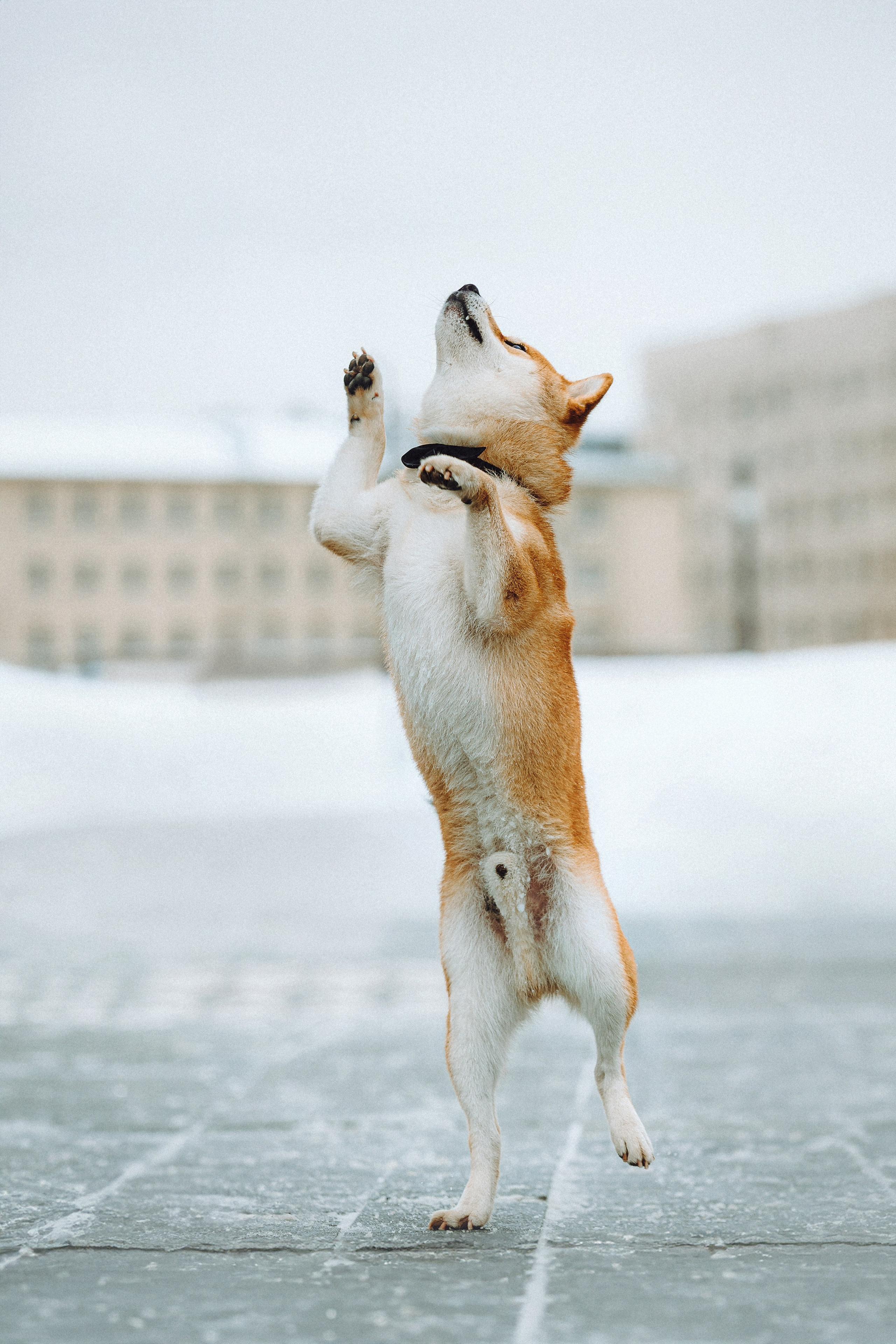 Настя и Ронин