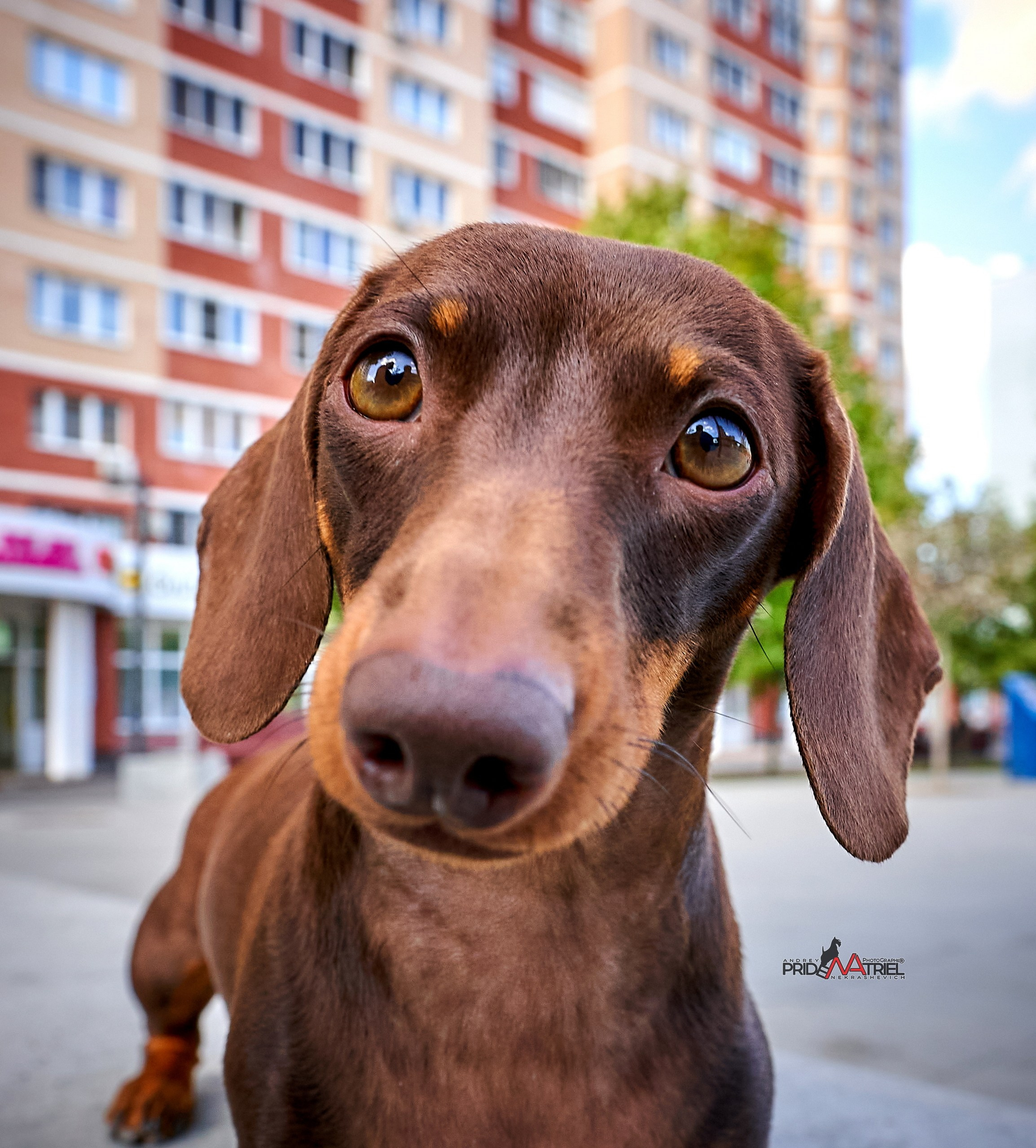 Портреты собак — галерея NATRIEL