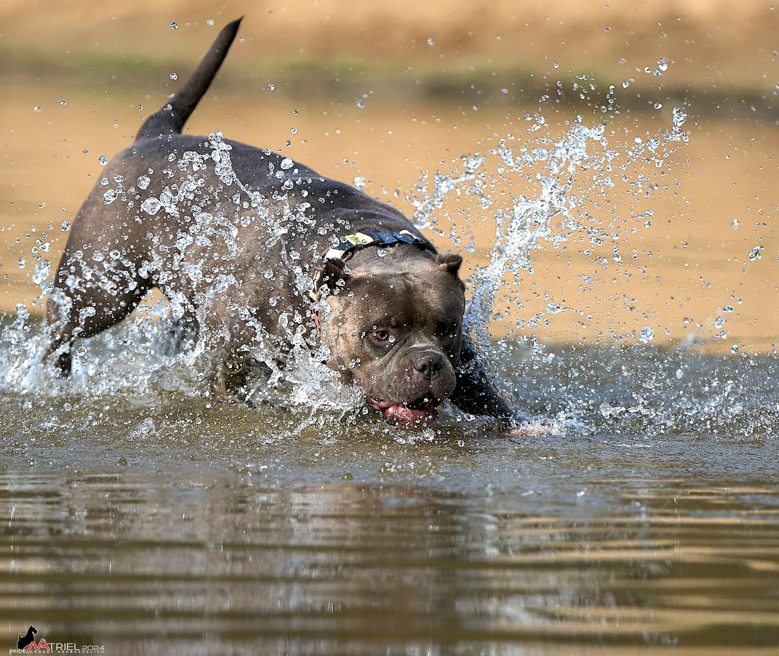 Фотопрогулка с булли