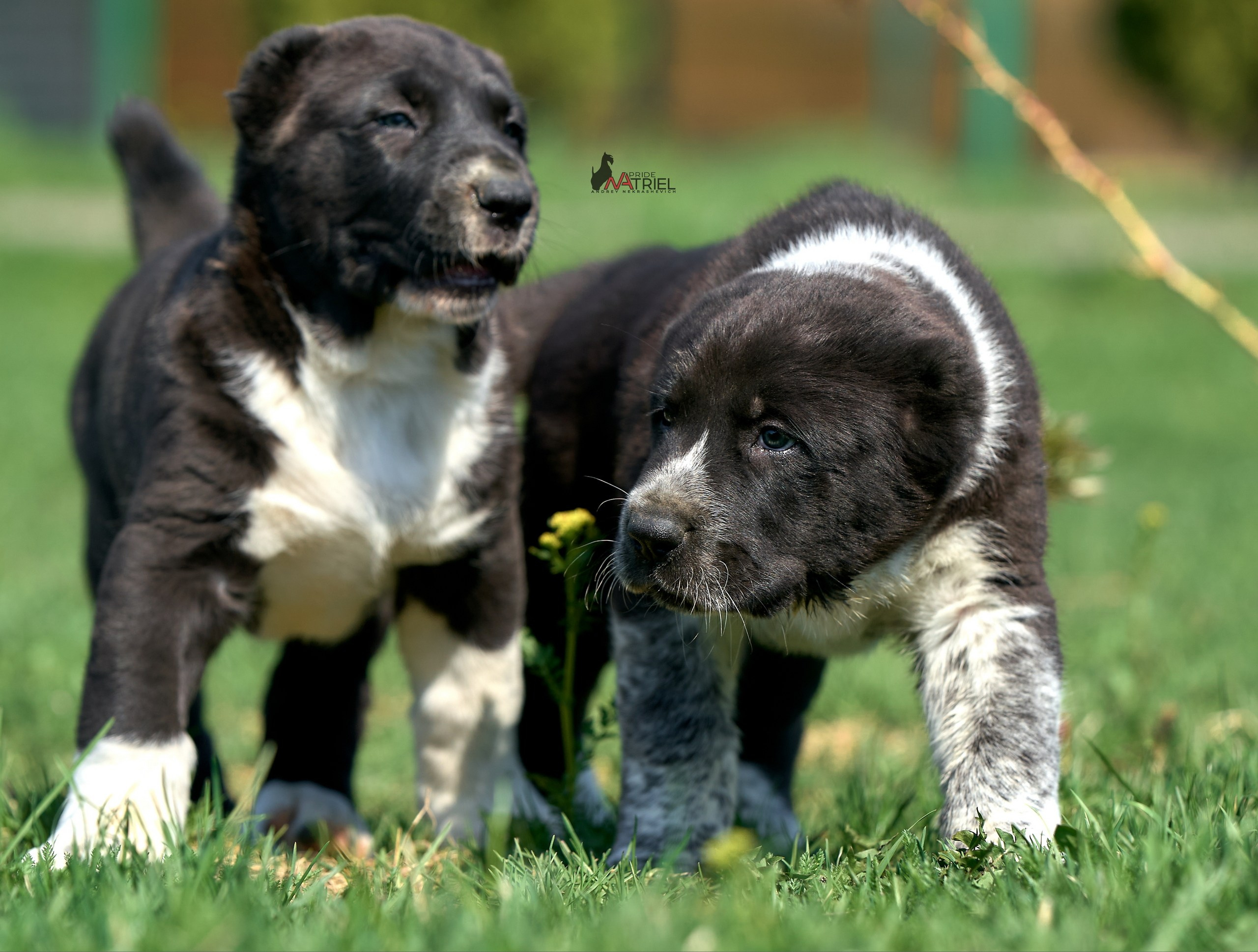 Среднеазиаты — щенки и взрослые