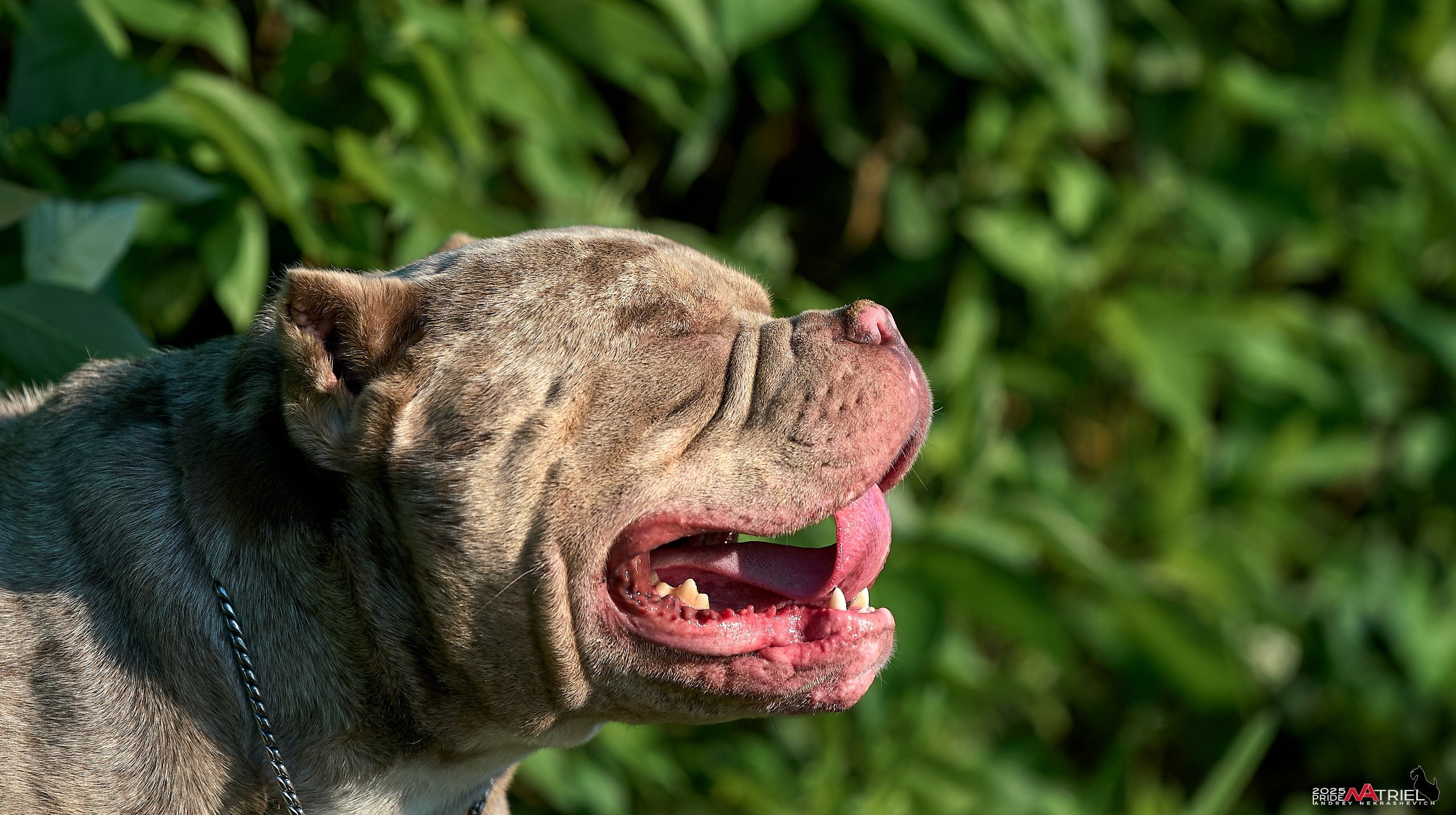 Съемка собак породы булли на природе