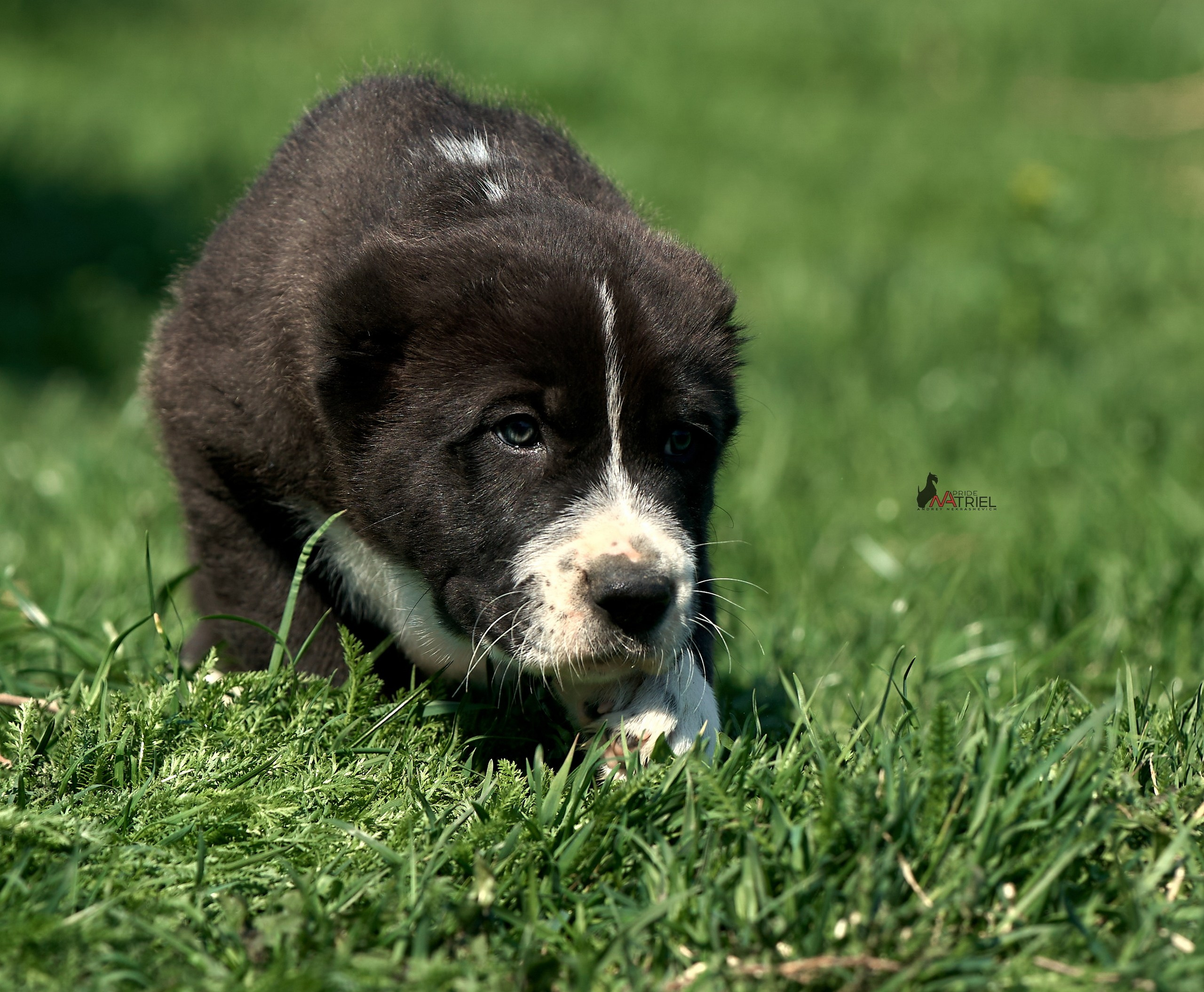 Среднеазиаты — щенки и взрослые
