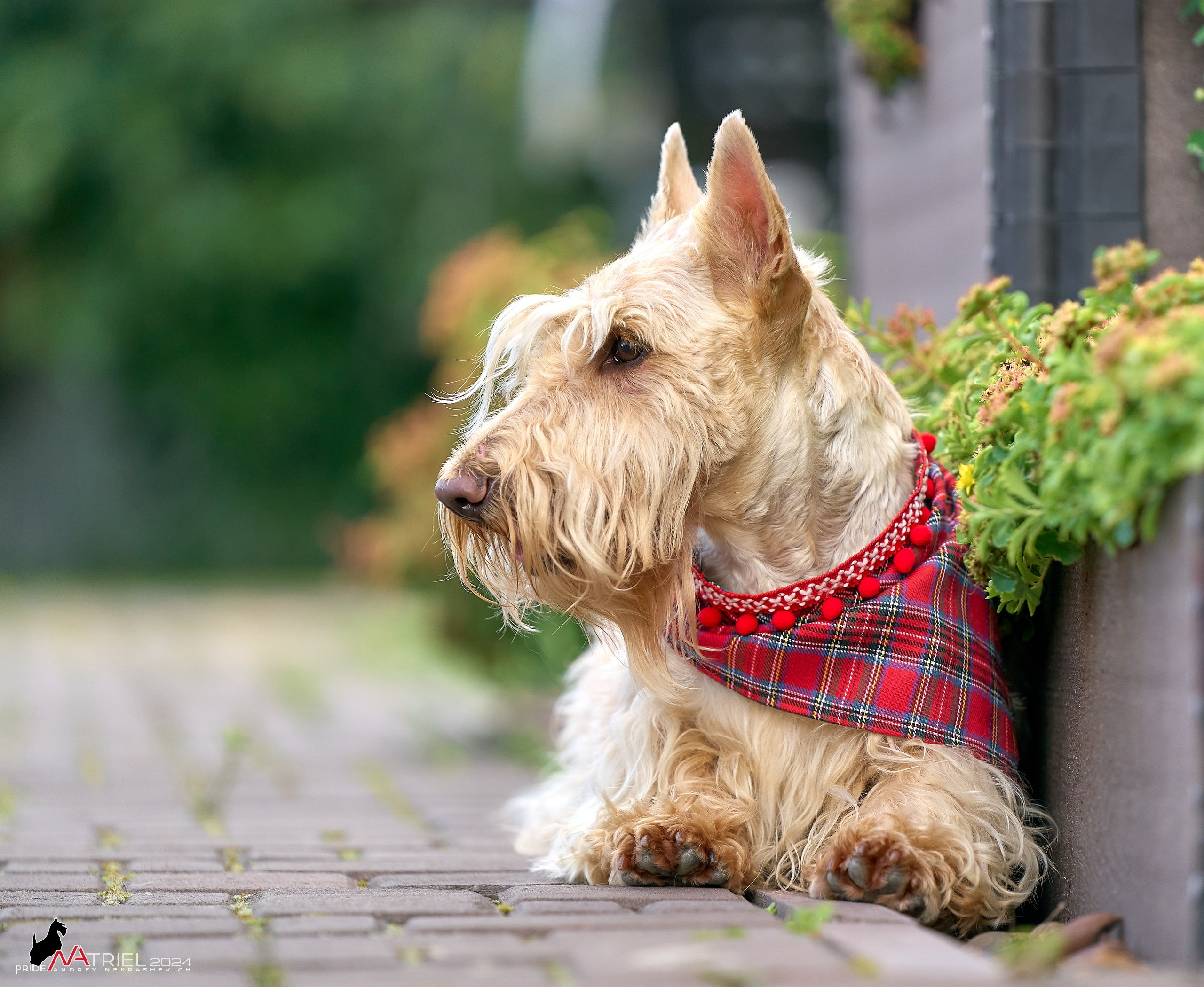 Скотчесемья «ИмпериалИти»