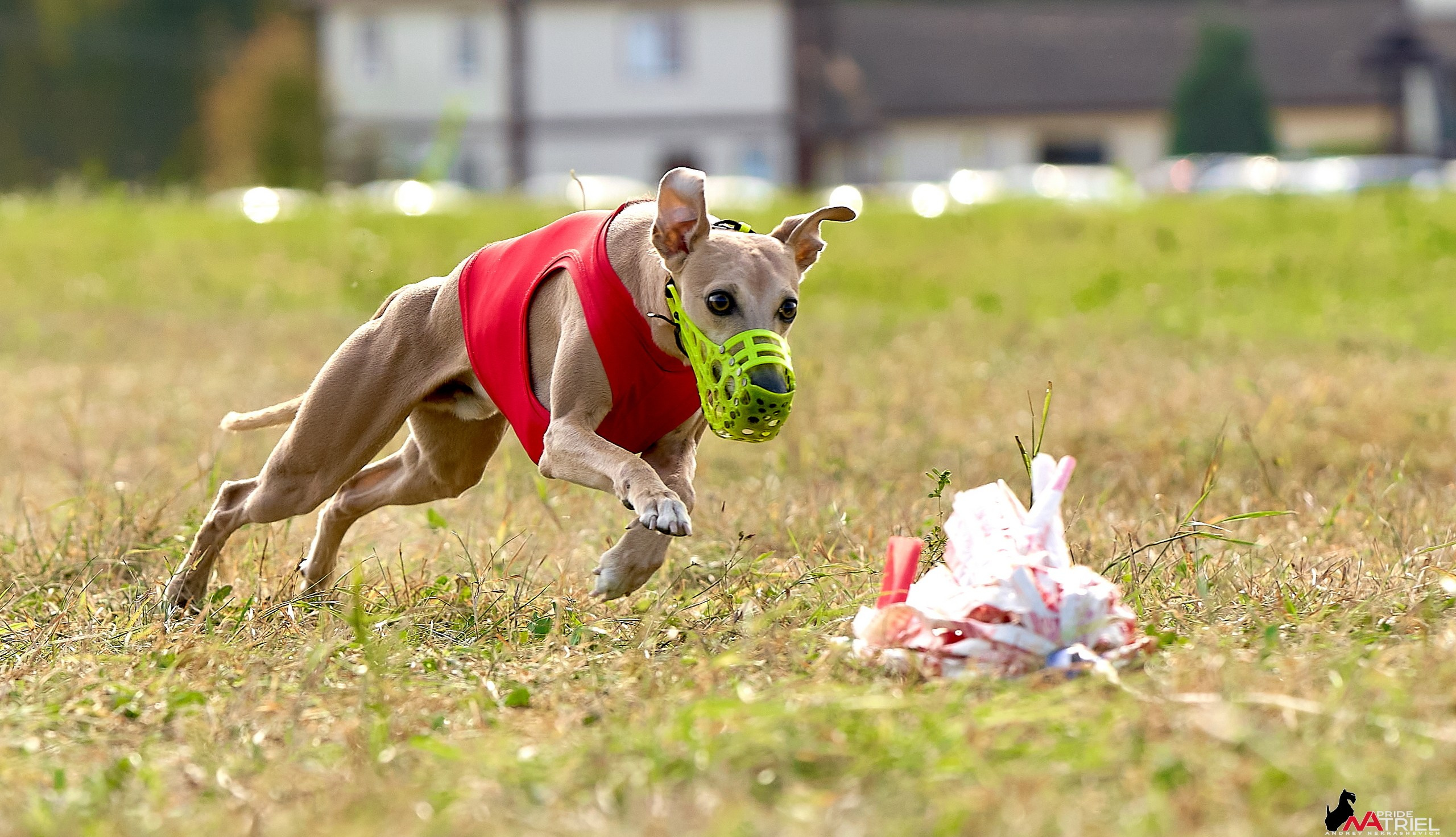 Съемка курсинг — галерея NATRIEL