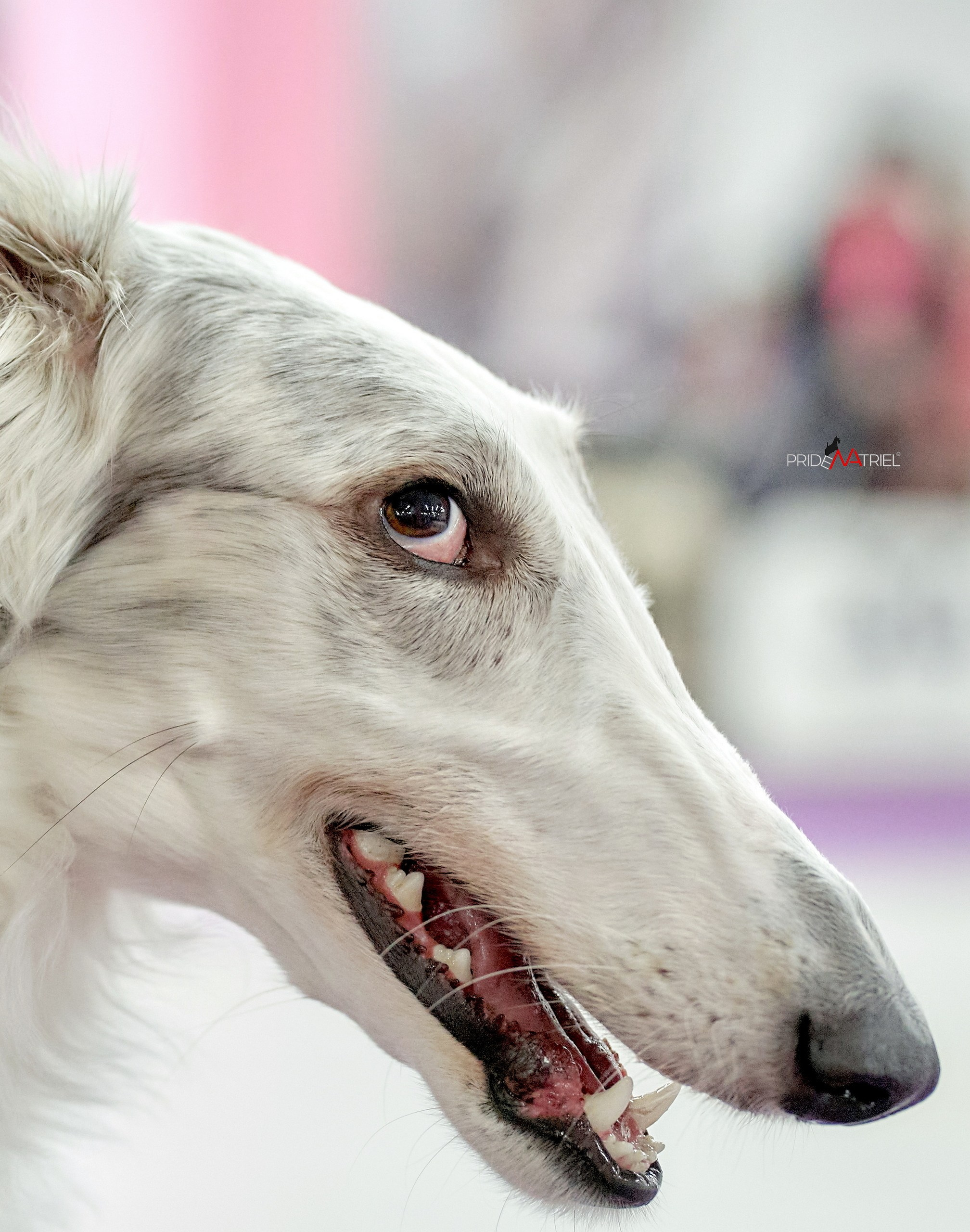 Портреты собак — галерея NATRIEL