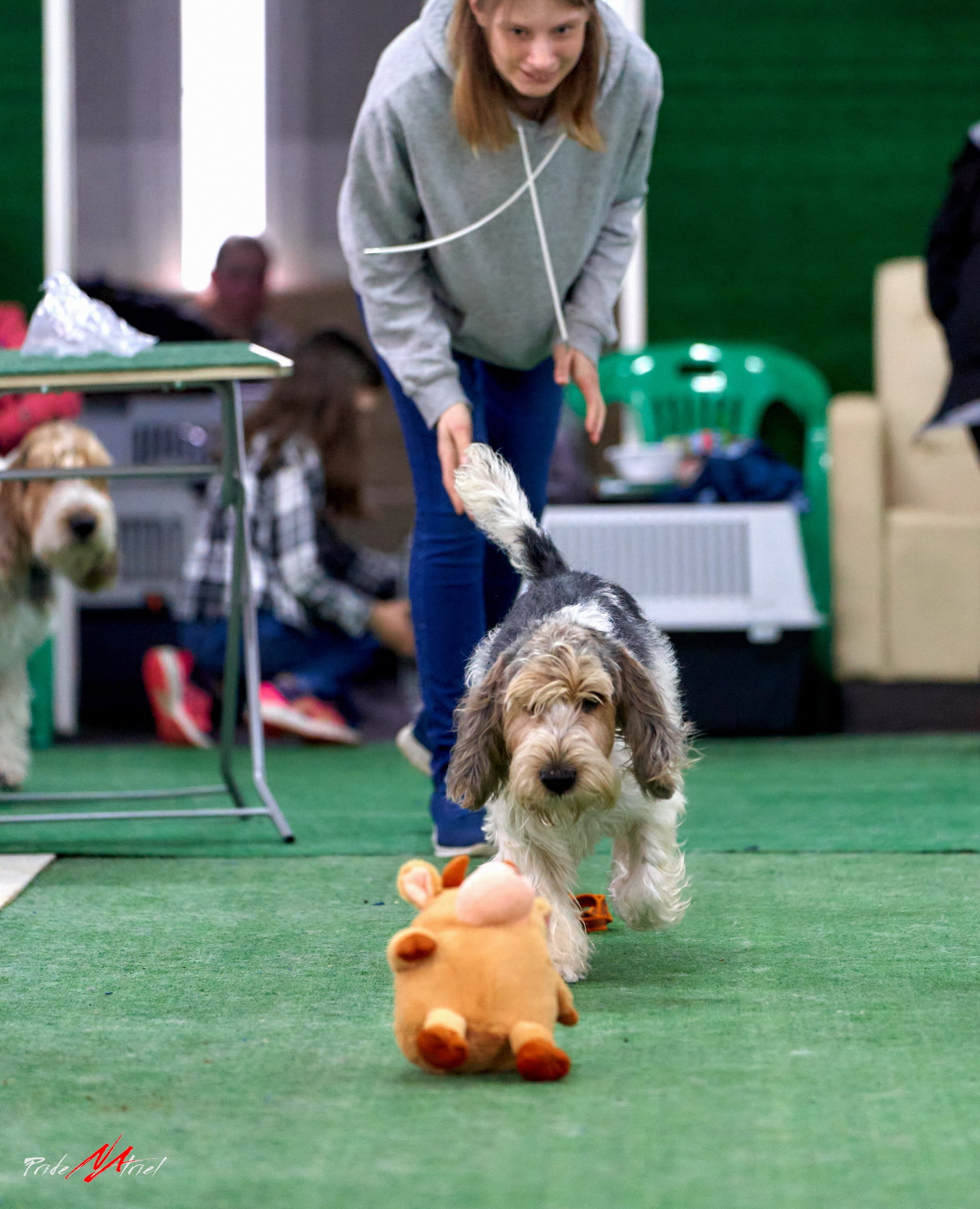 Мероприятия с собаками — галерея NATRIEL