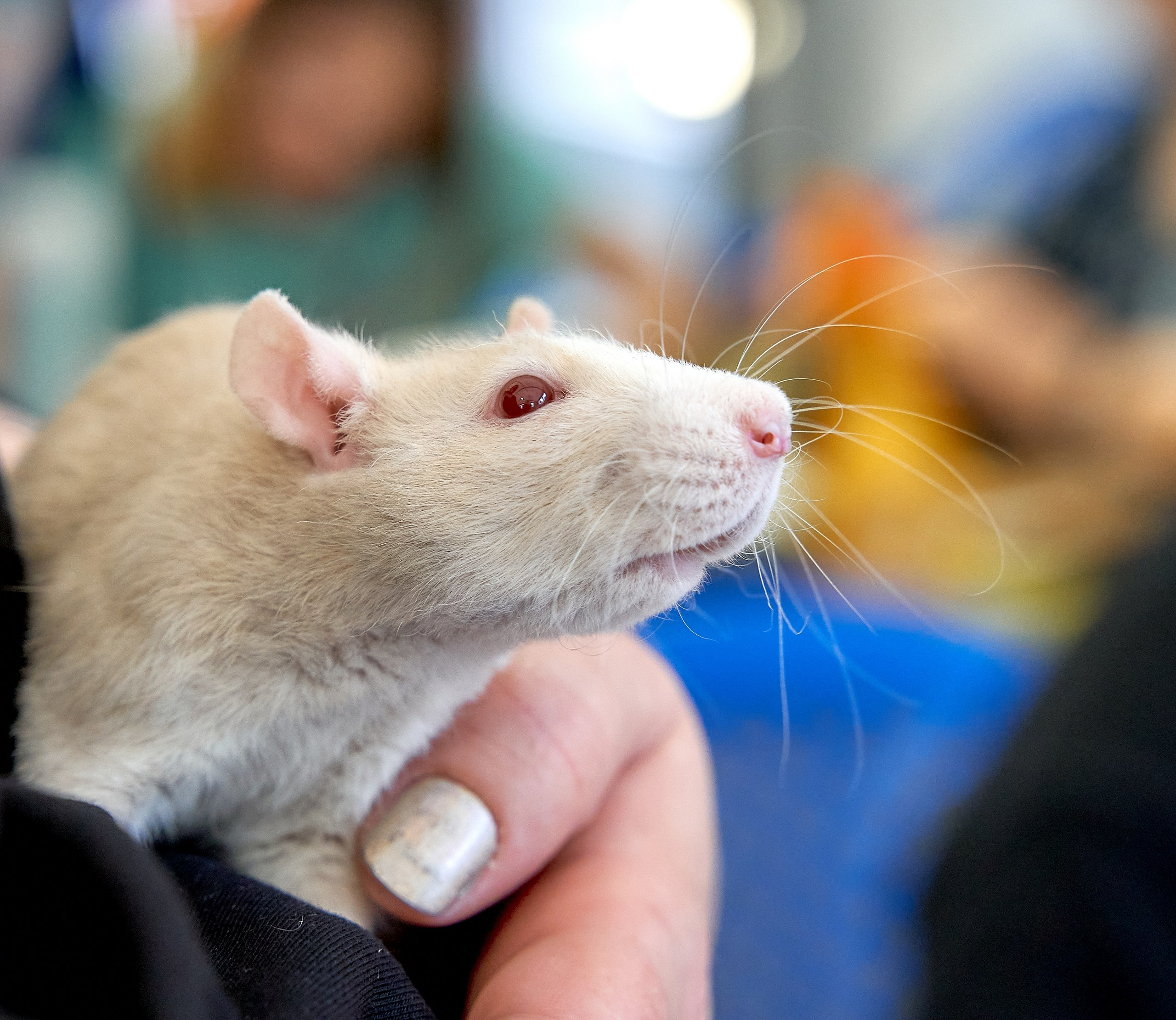 Животные — галерея NATRIEL