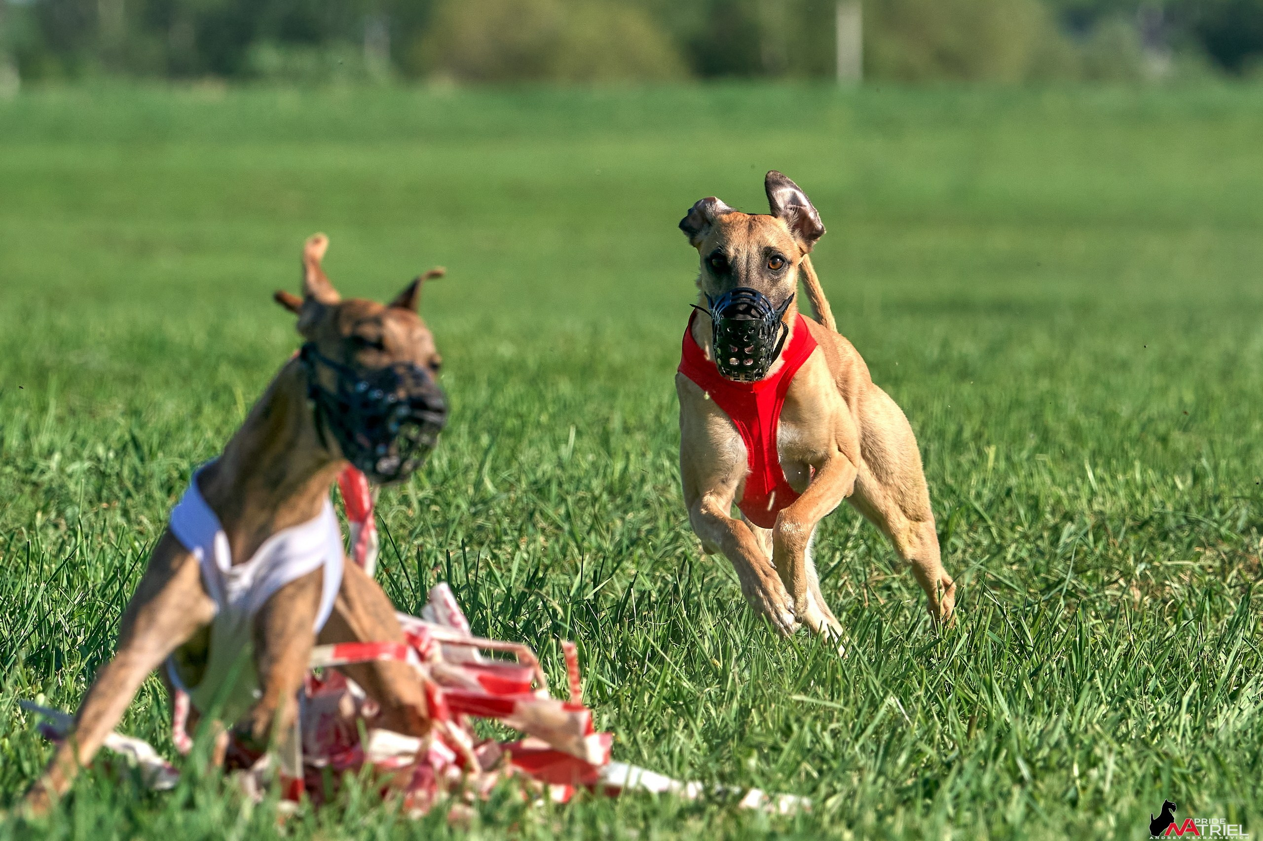 Съемка курсинг — галерея NATRIEL