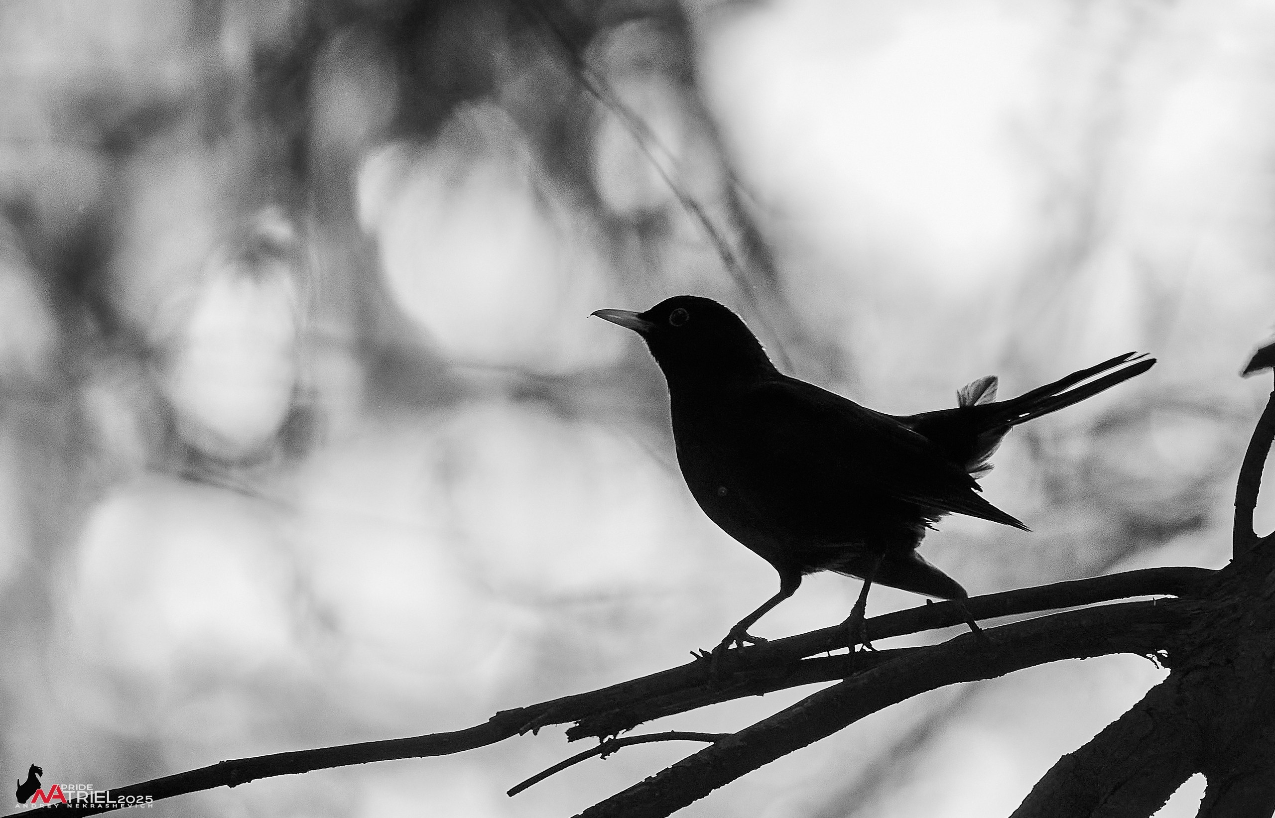 Съемка в майском лесу
