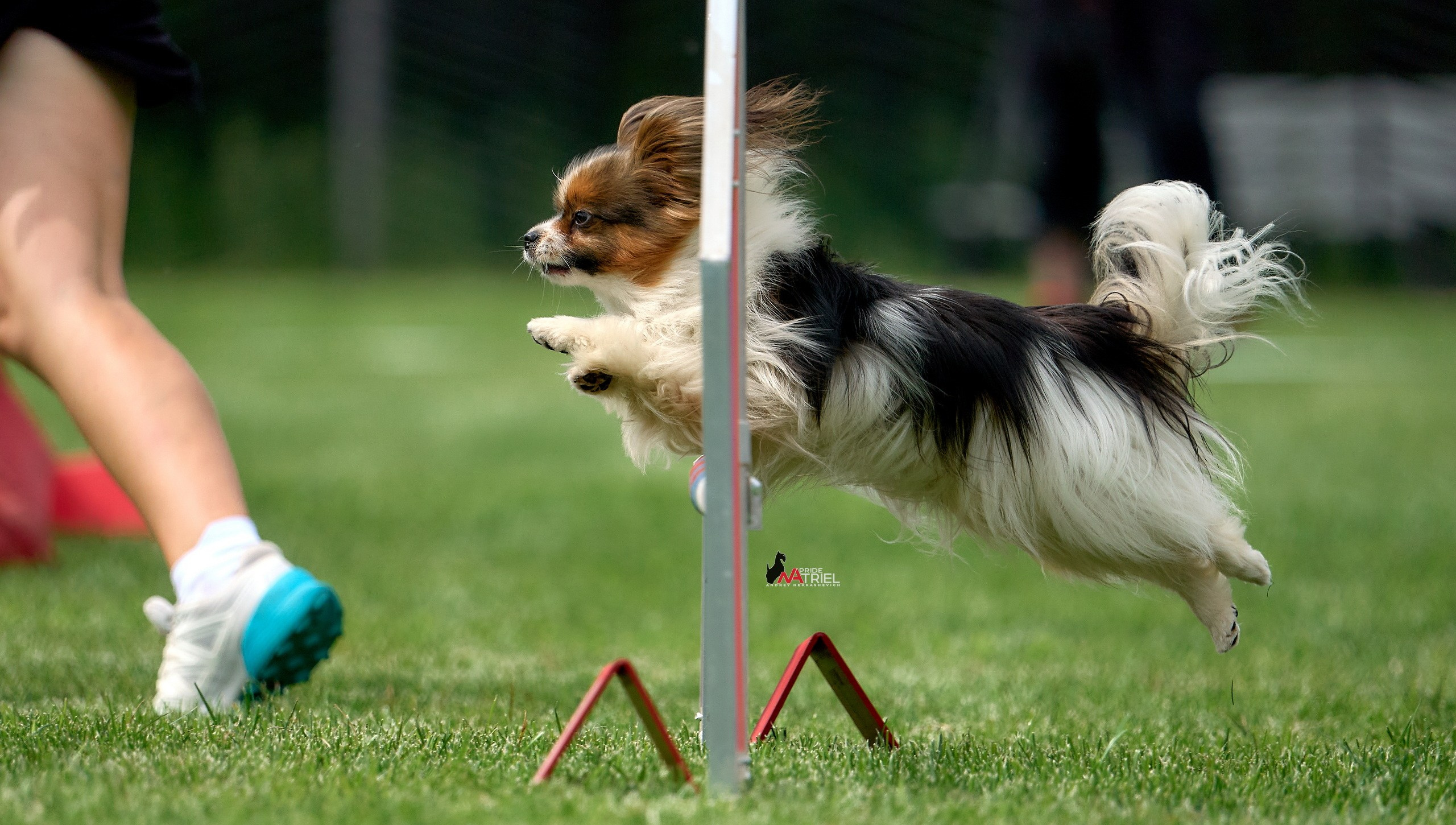 Аджилити — галерея NATRIEL