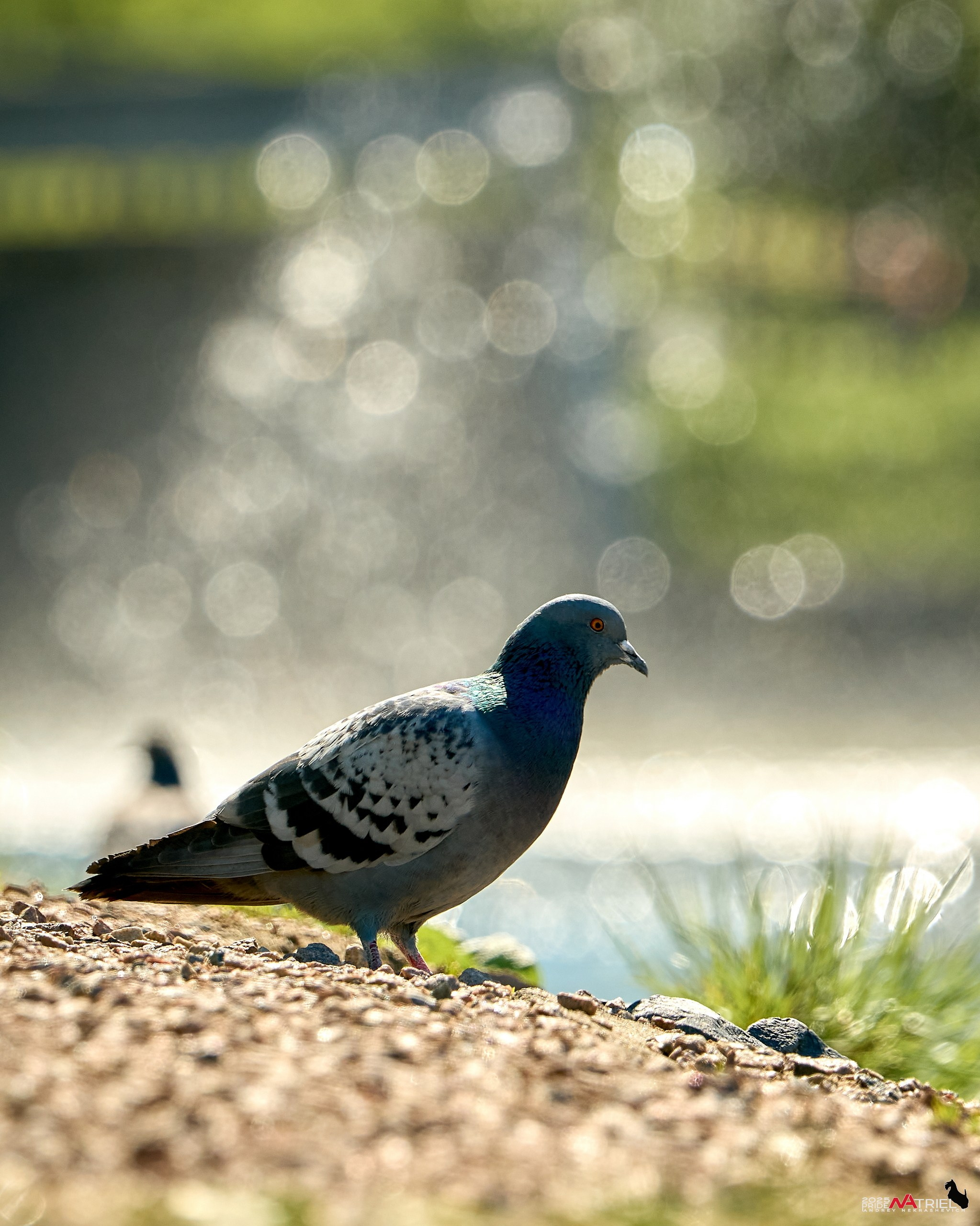 Птички и цветочки