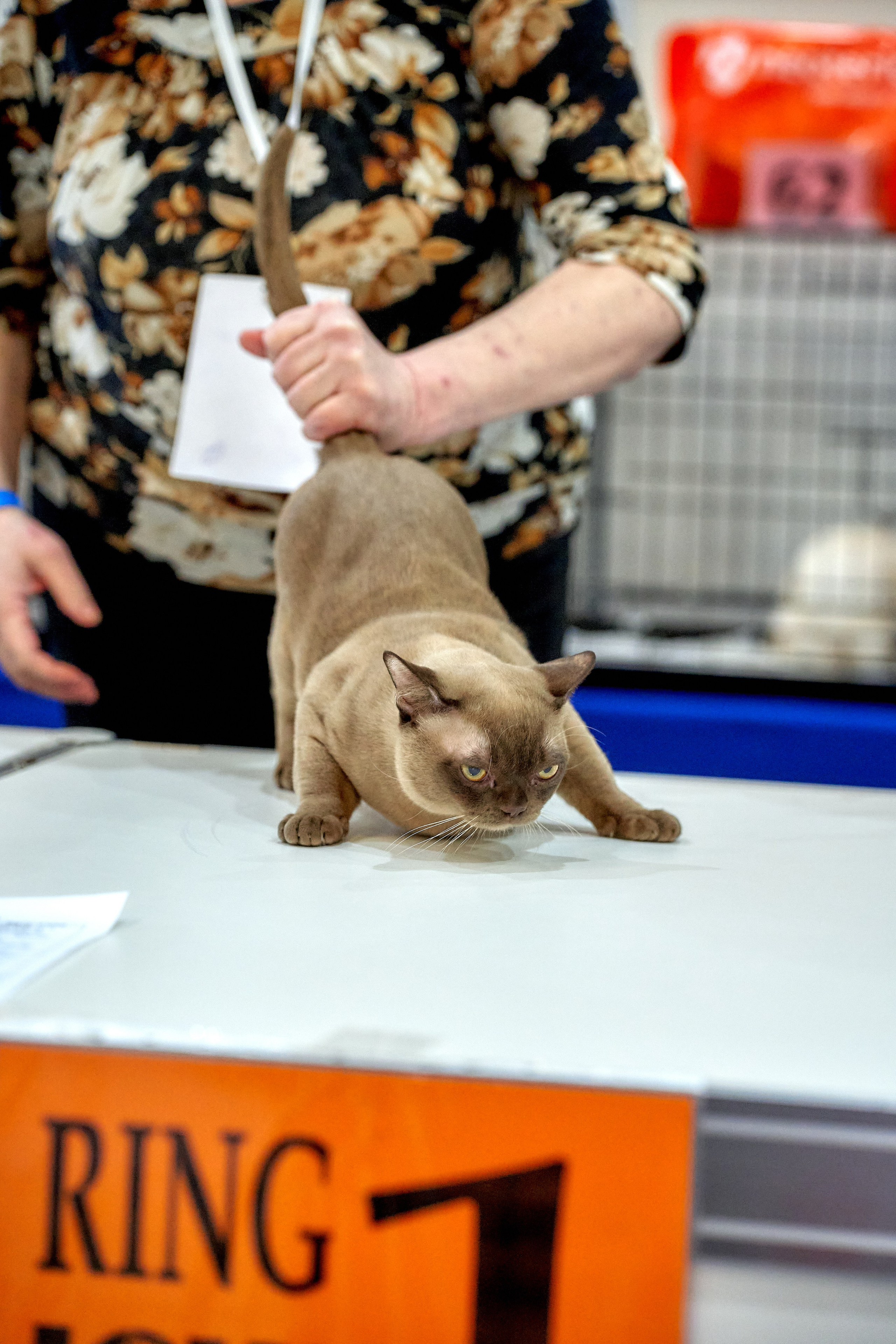 Выставки животных — галерея NATRIEL