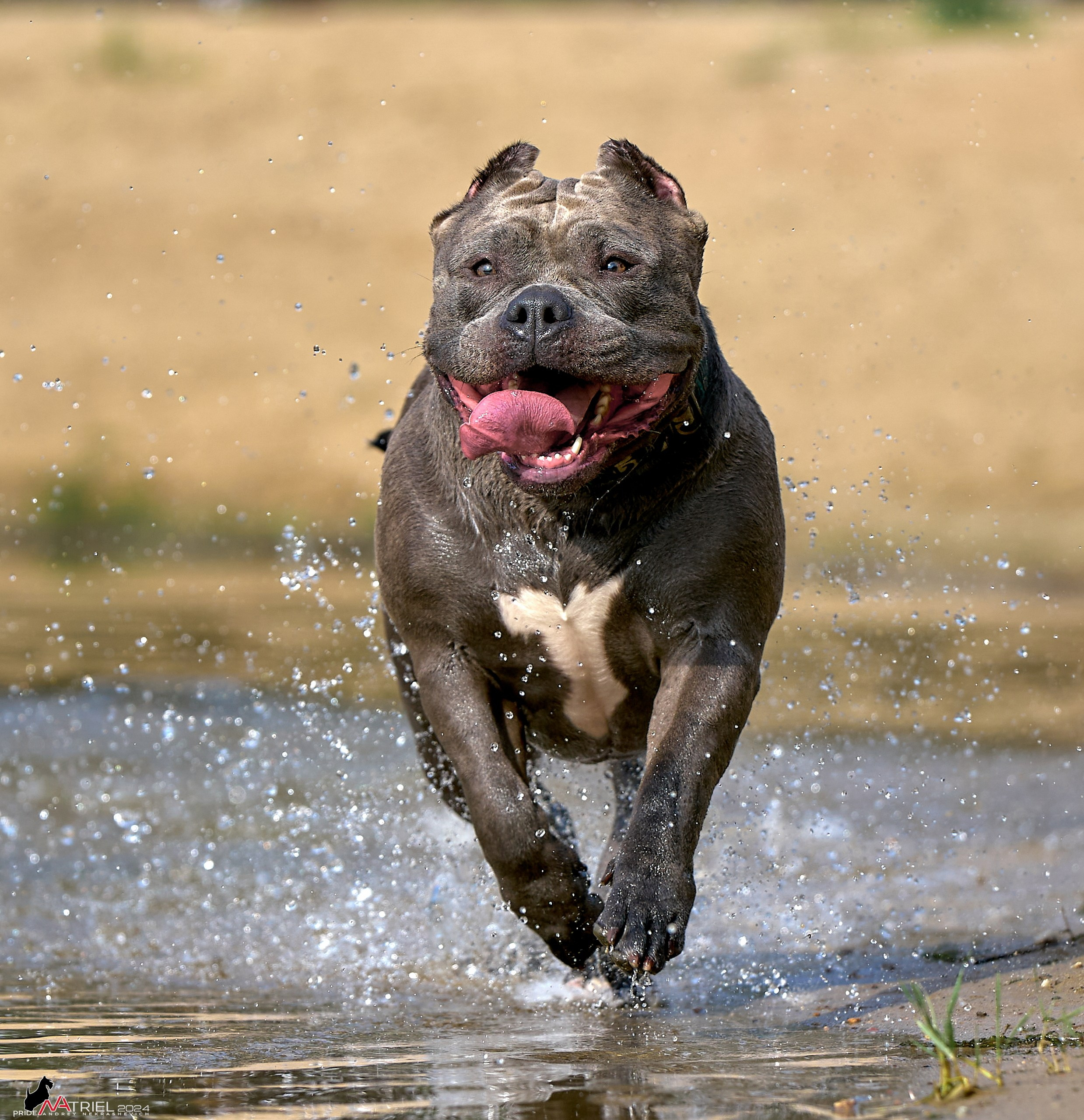 Фотопрогулка с булли