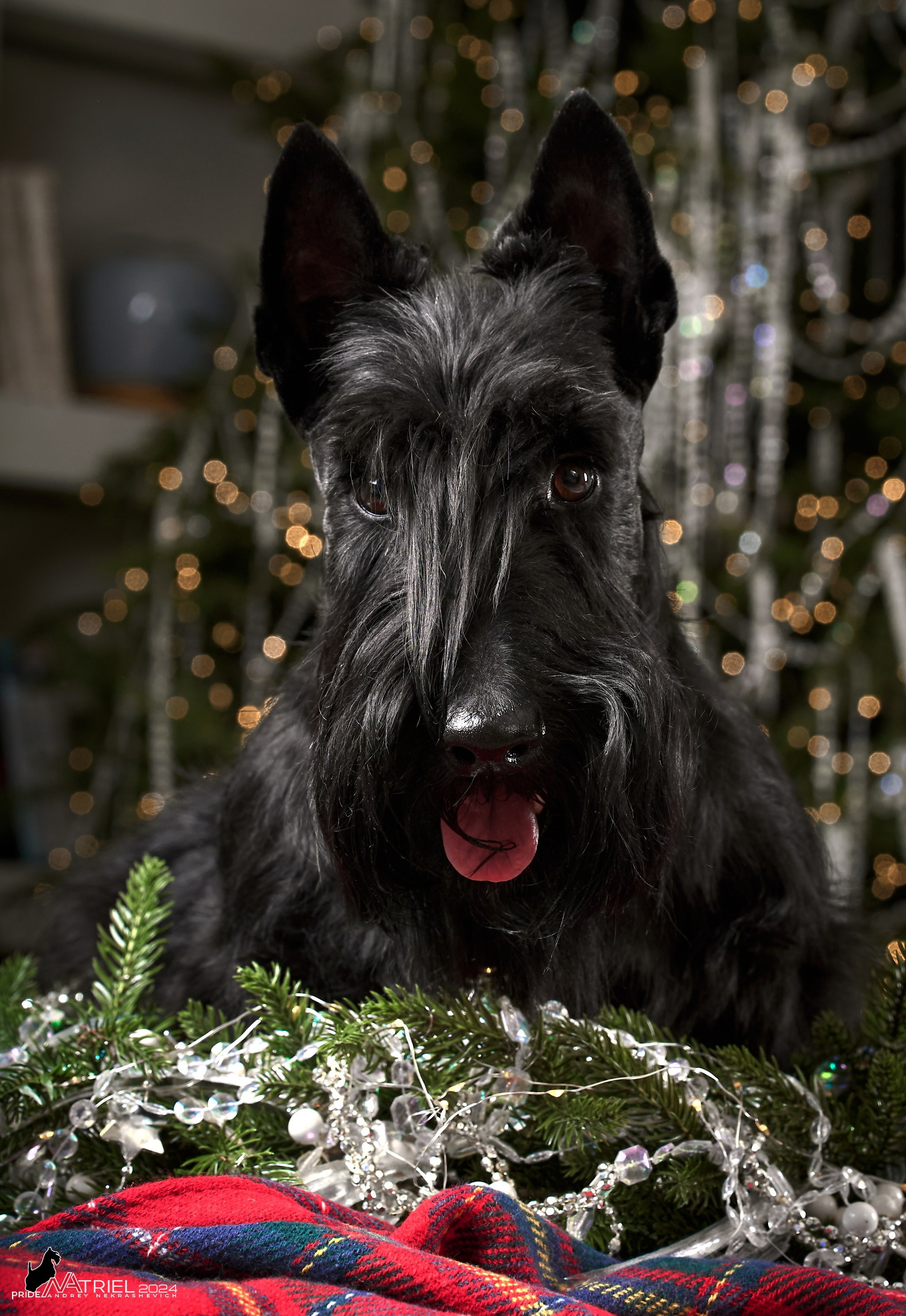 Семейная съемка с собаками в студии