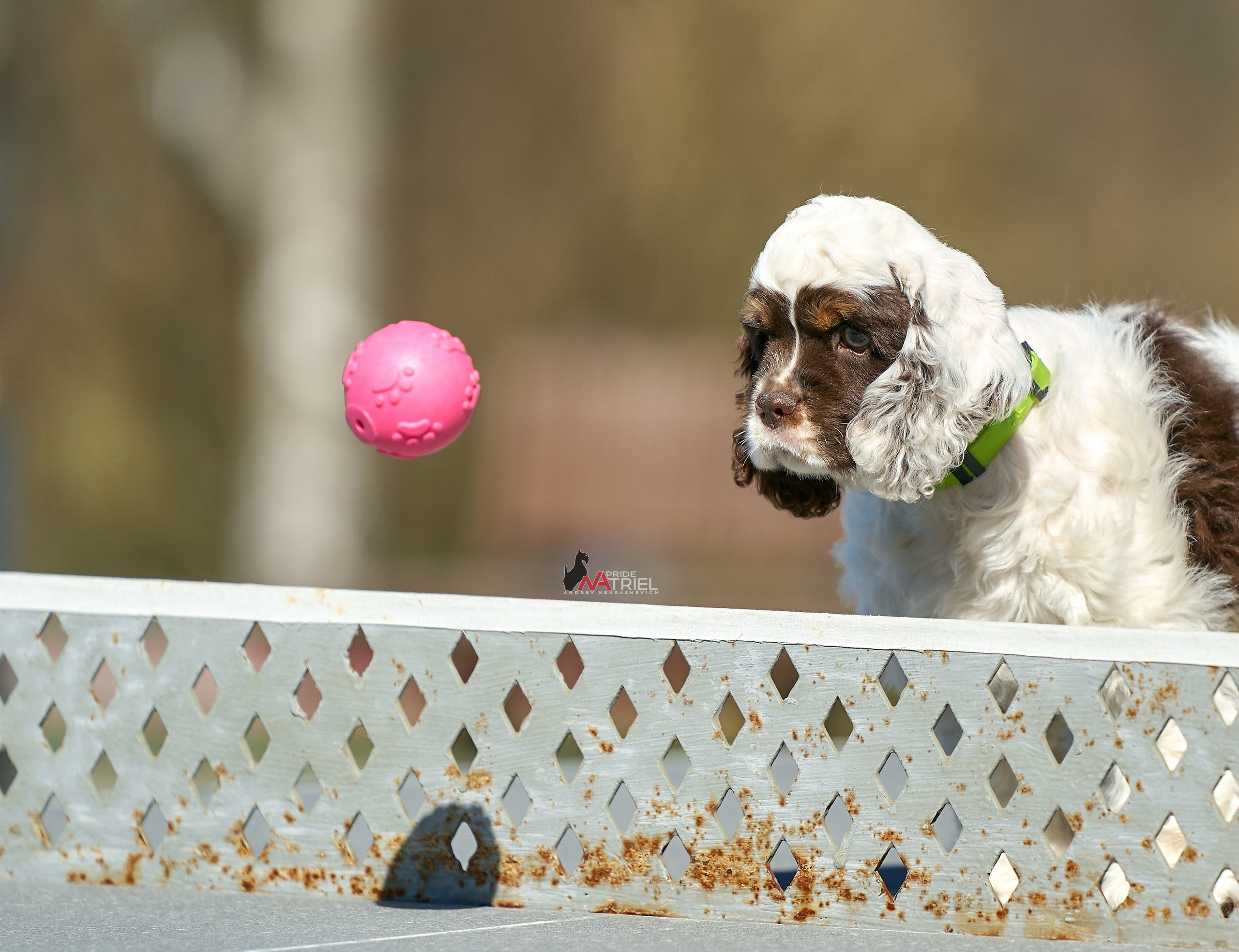 Прогулка со щенком