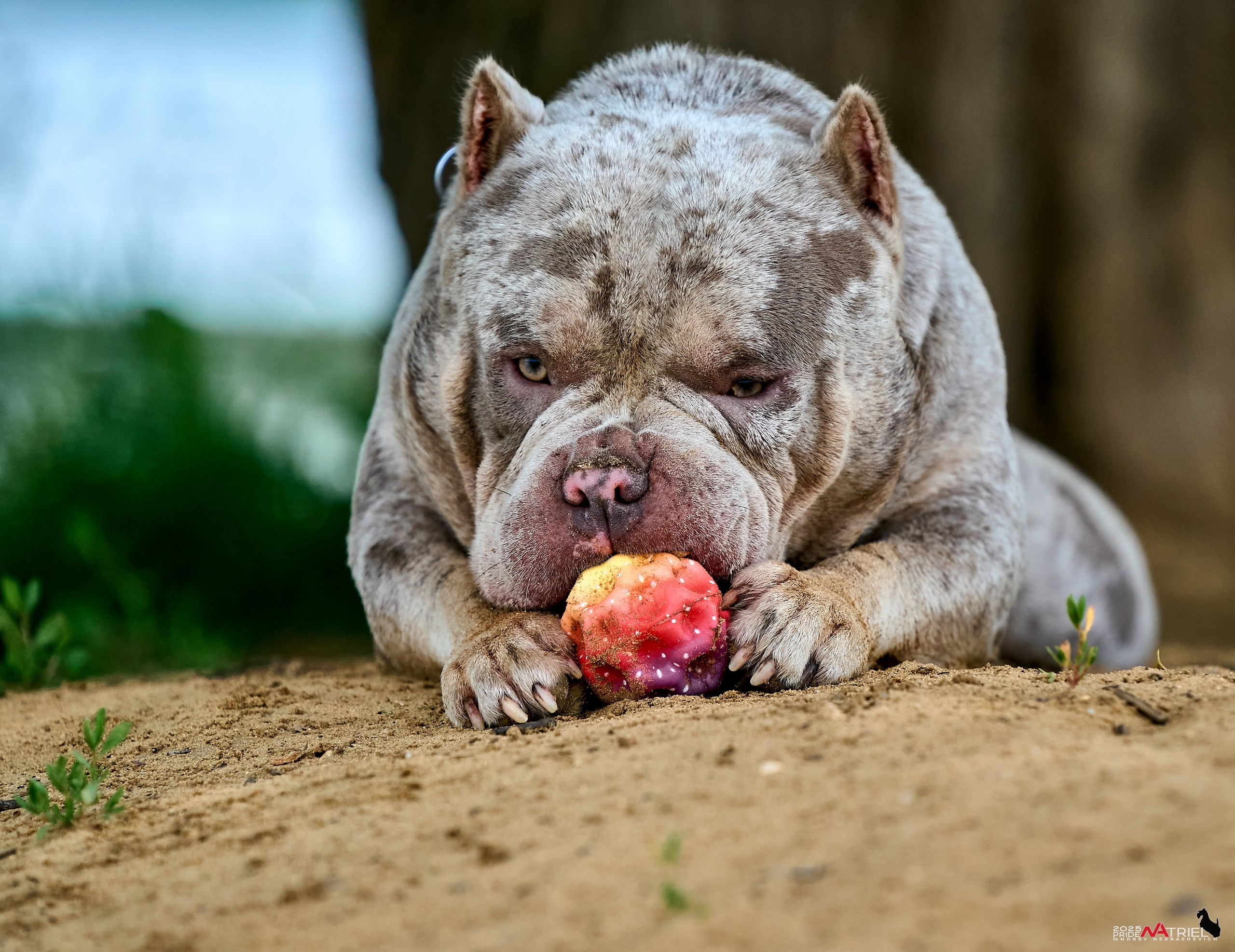 Съемка собак породы булли на природе