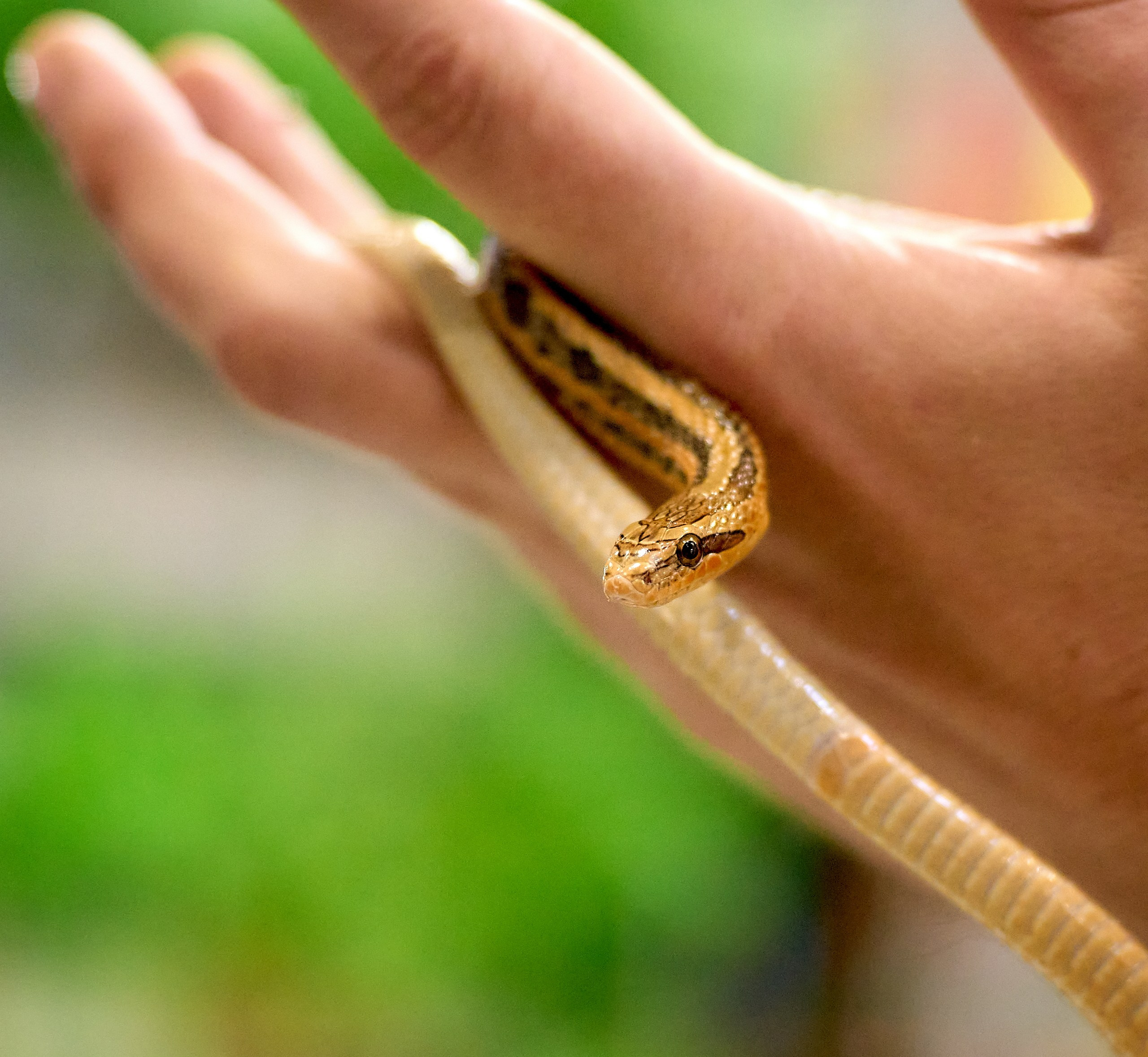 Рептилии — галерея NATRIEL