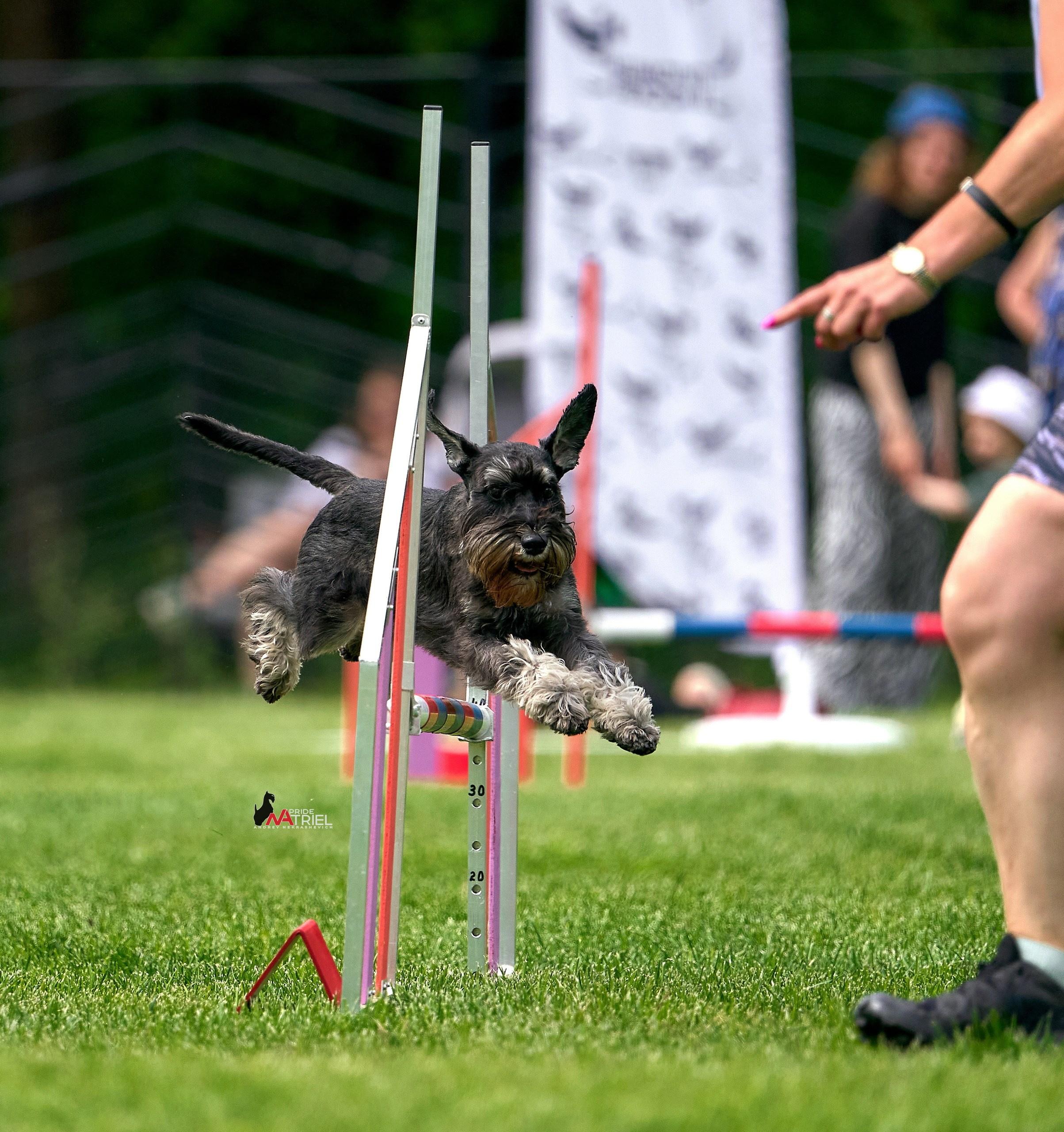 Аджилити — галерея NATRIEL