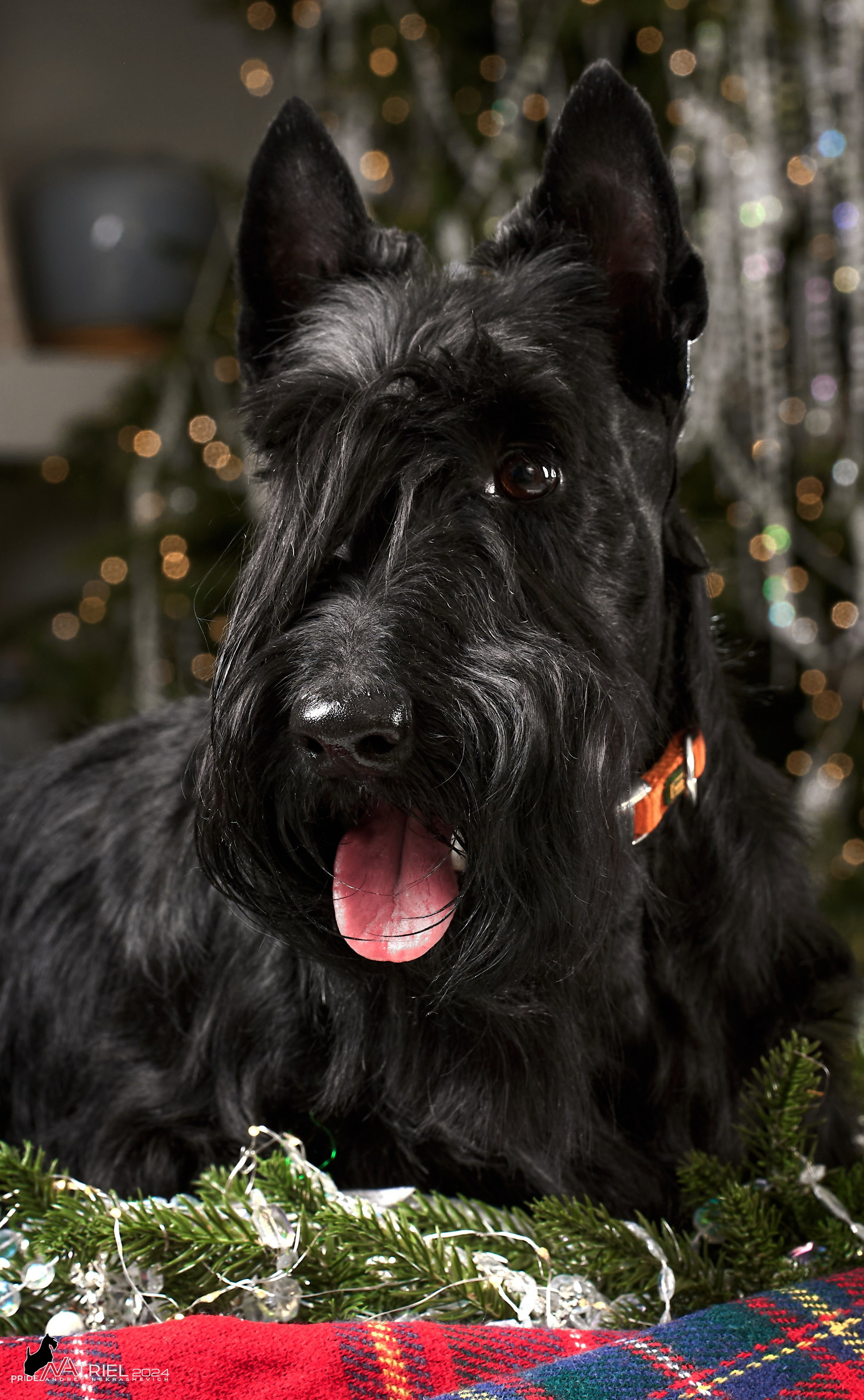 Семейная съемка с собаками в студии