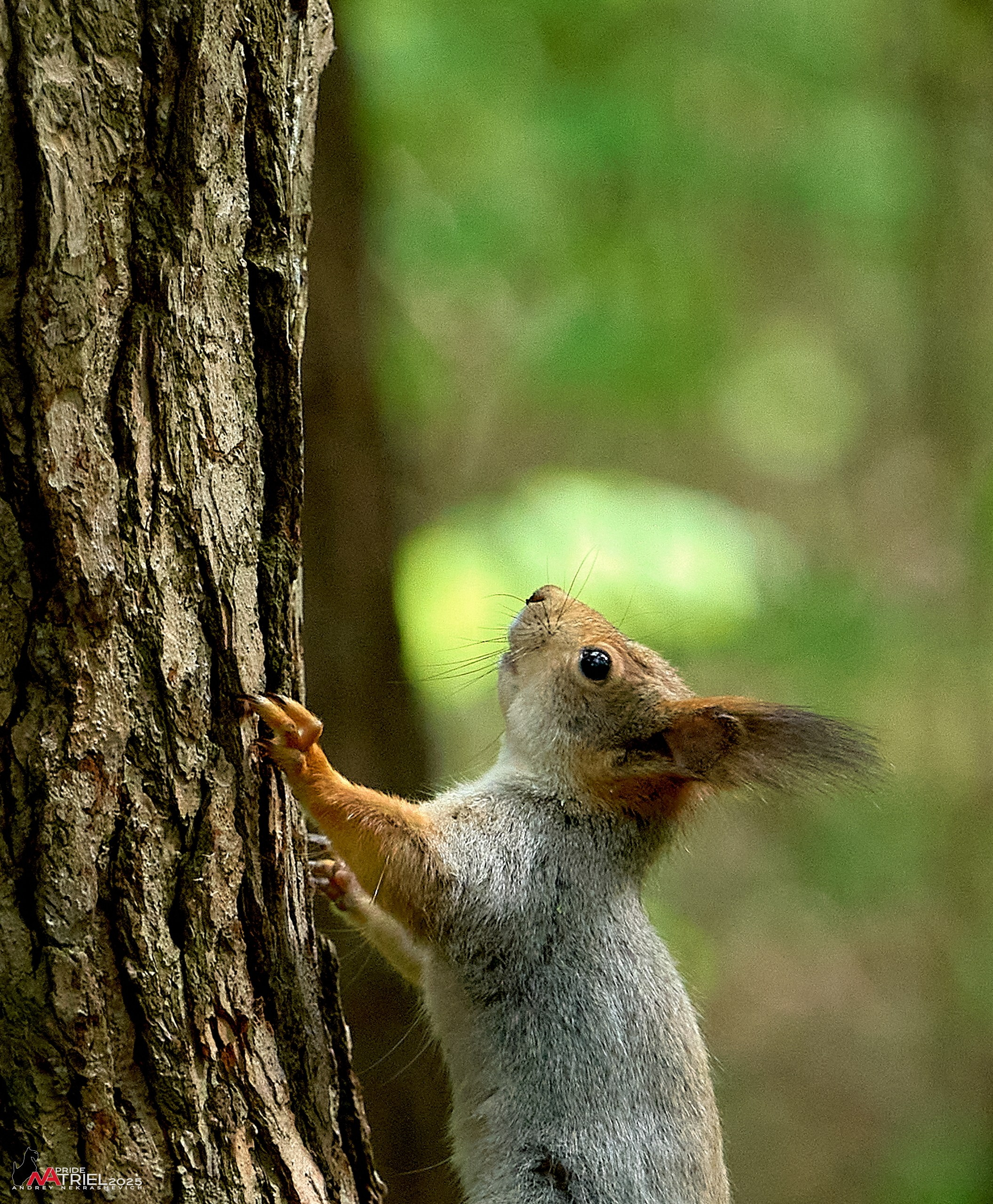 Съемка в майском лесу