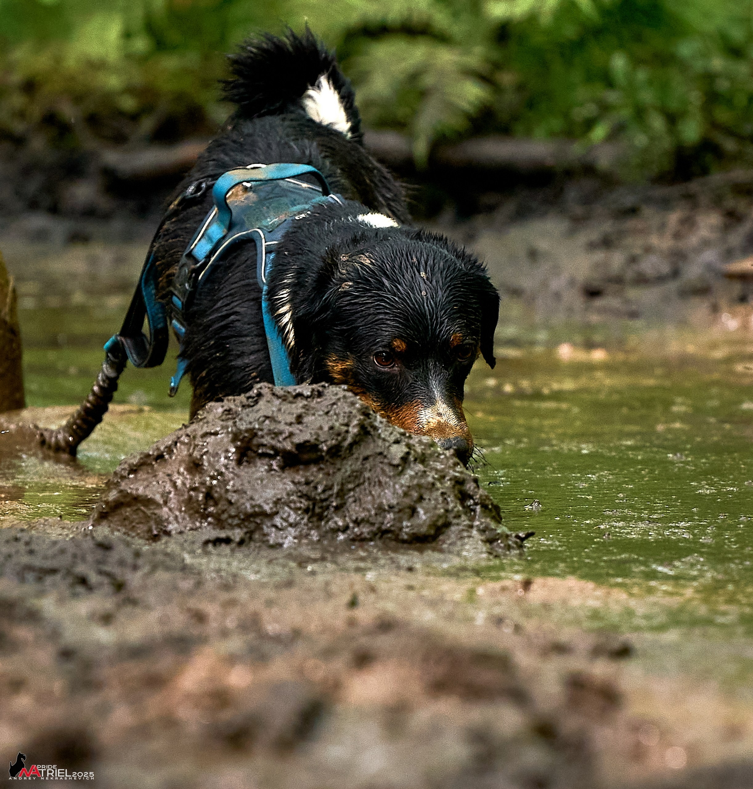 Russian Extreme Dog Trail — 2025