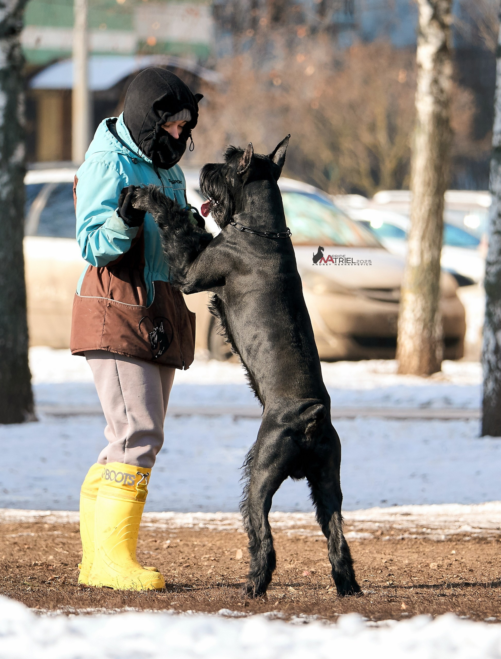 Фотопрогулка с ризеншнауцером
