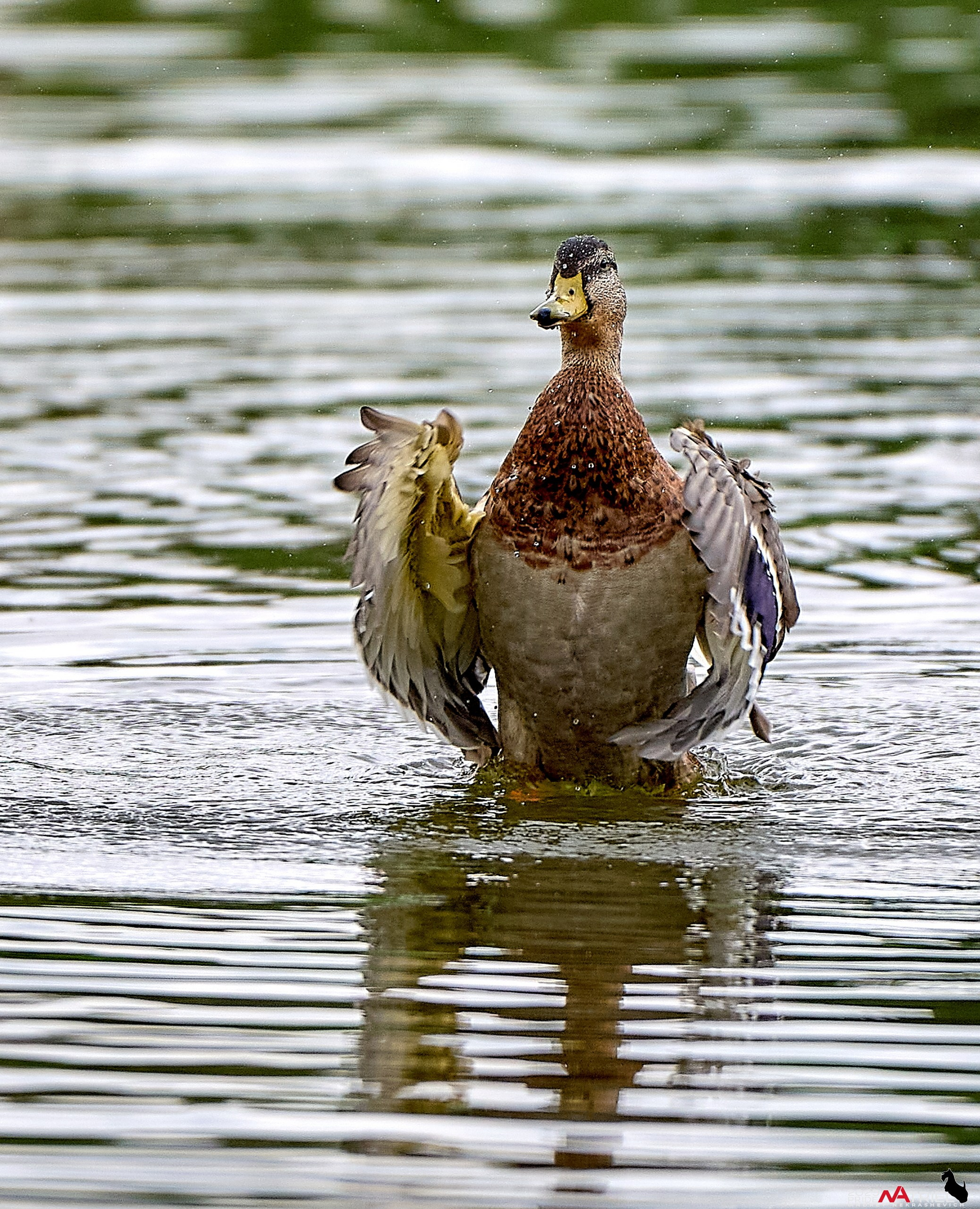 Утки на пруду