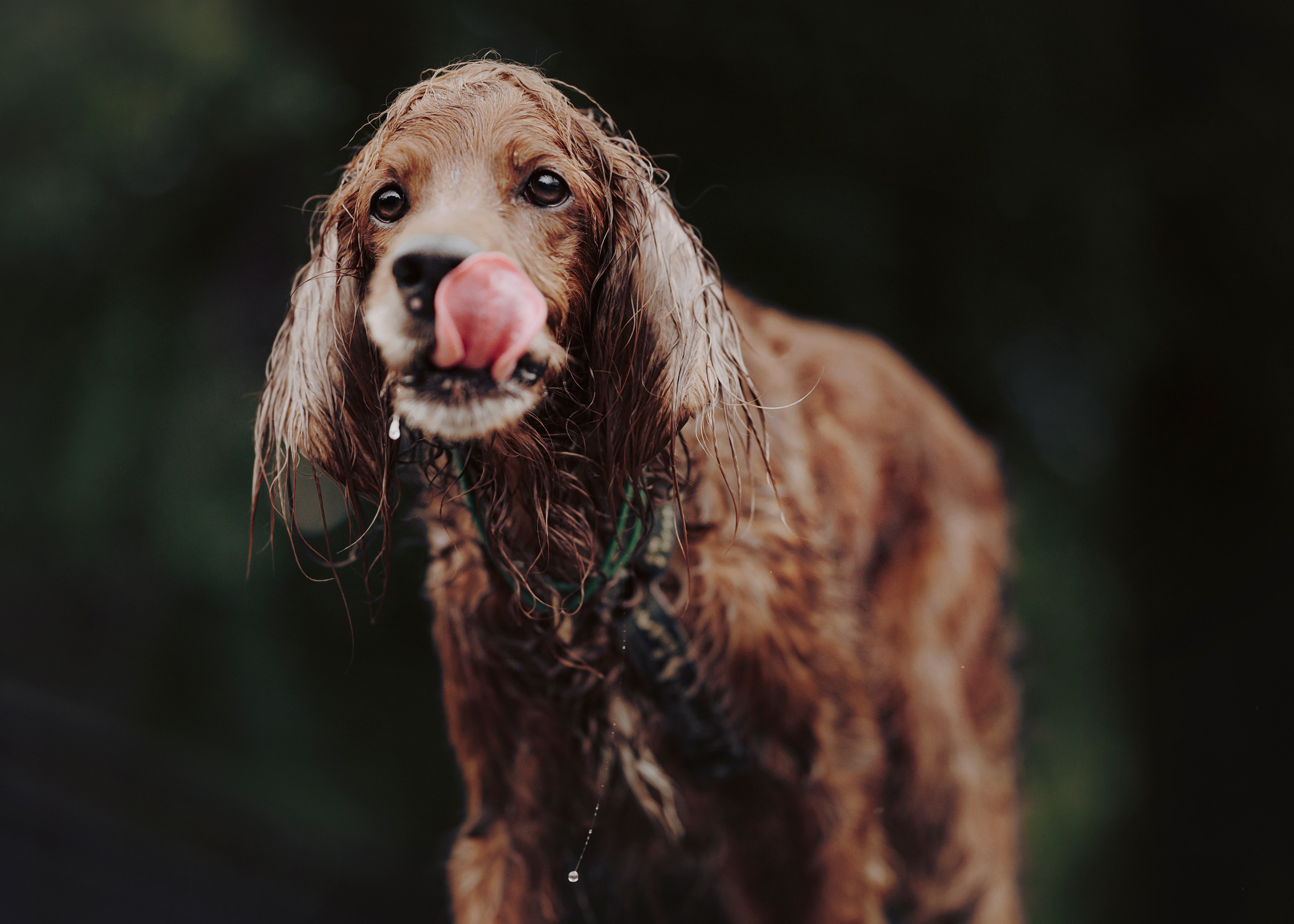 Рейн. Фотограф- анималист Александра Матвеева
