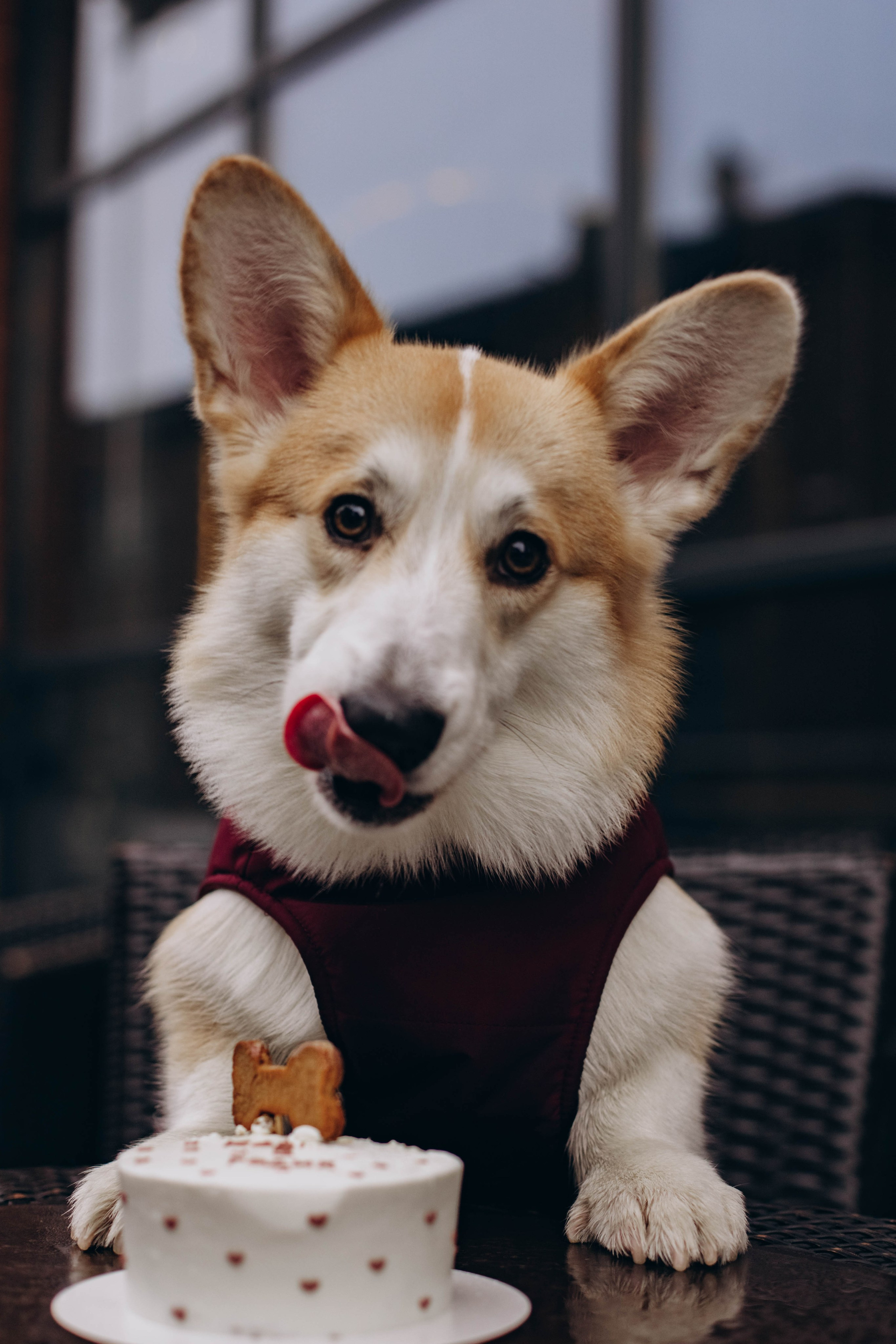 Ксюша и Коржик. Семейный фотограф Москва Ирина Малышева
