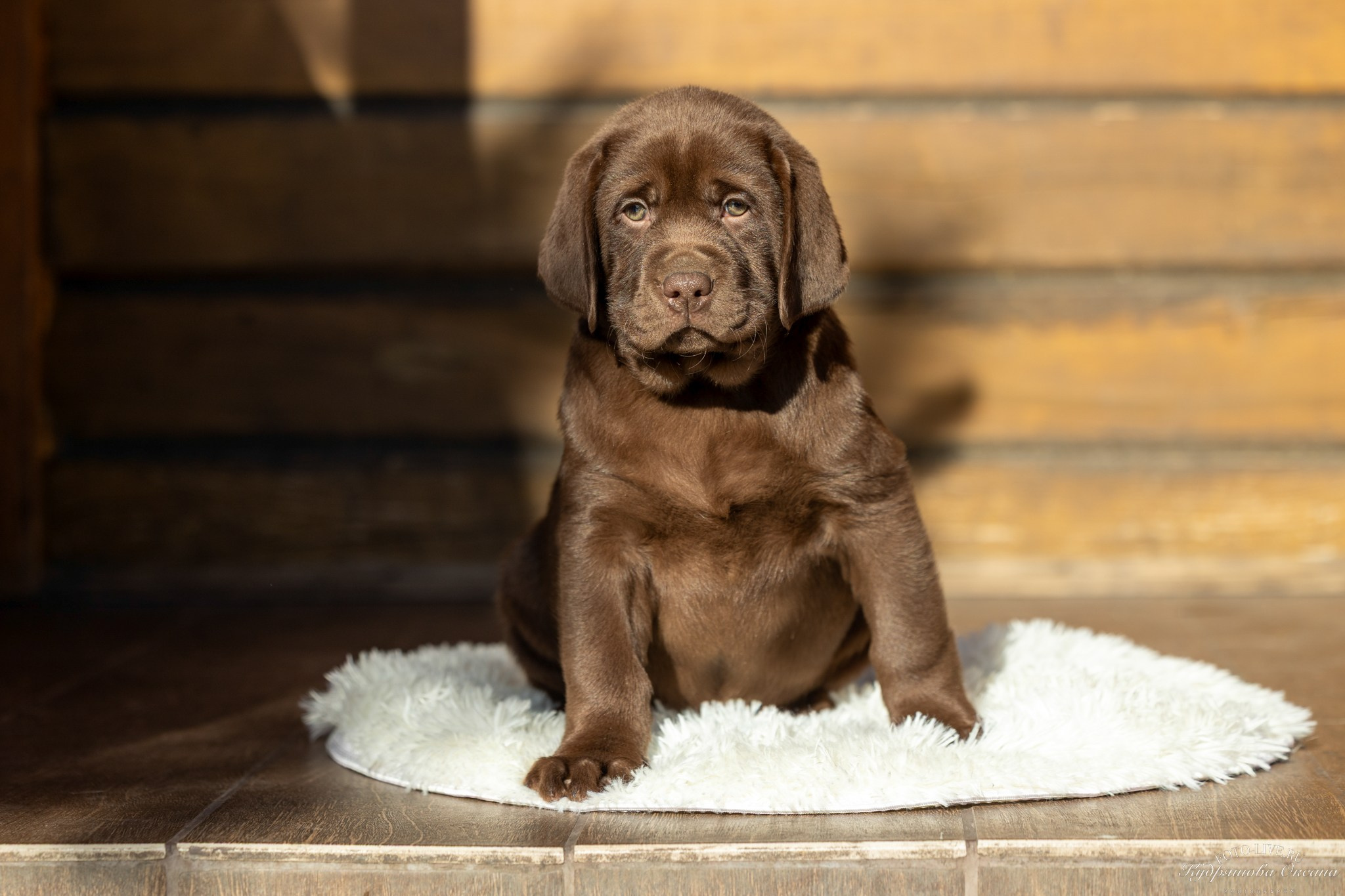 Лабрадоры. Фотограф 📸 анималист, предметный, репортажный
