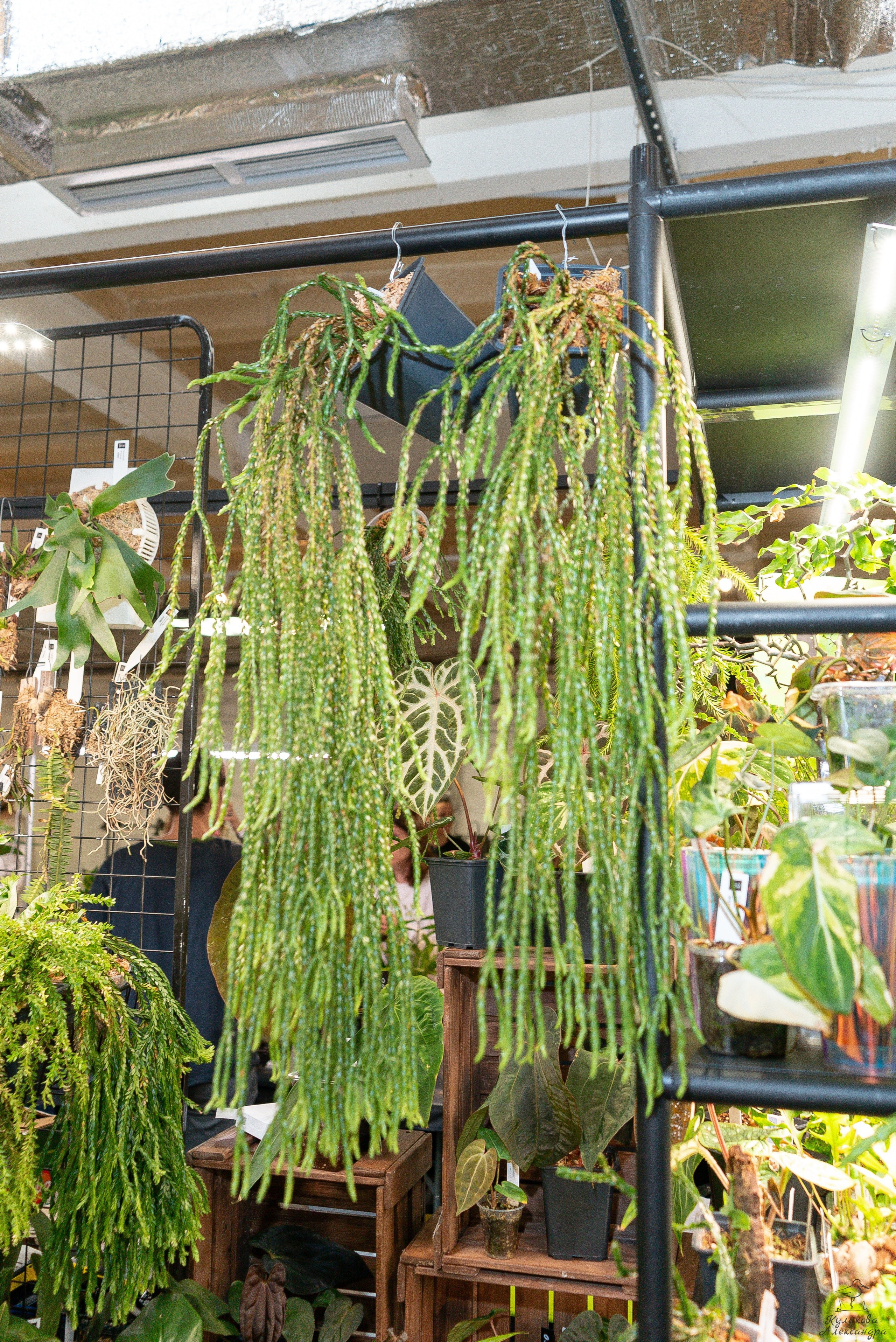 Гроубокс Артплей апрель. Александра Куликова фотограф, Москва