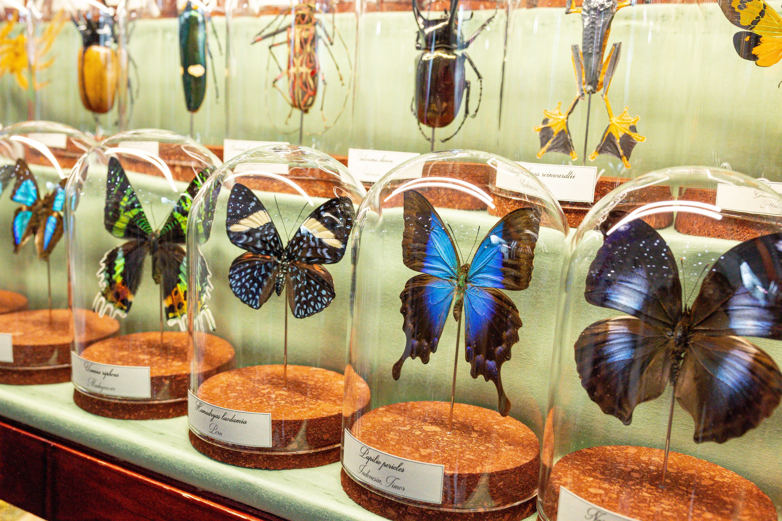 Орхидиум май 2025. Александра Куликова фотограф, Москва