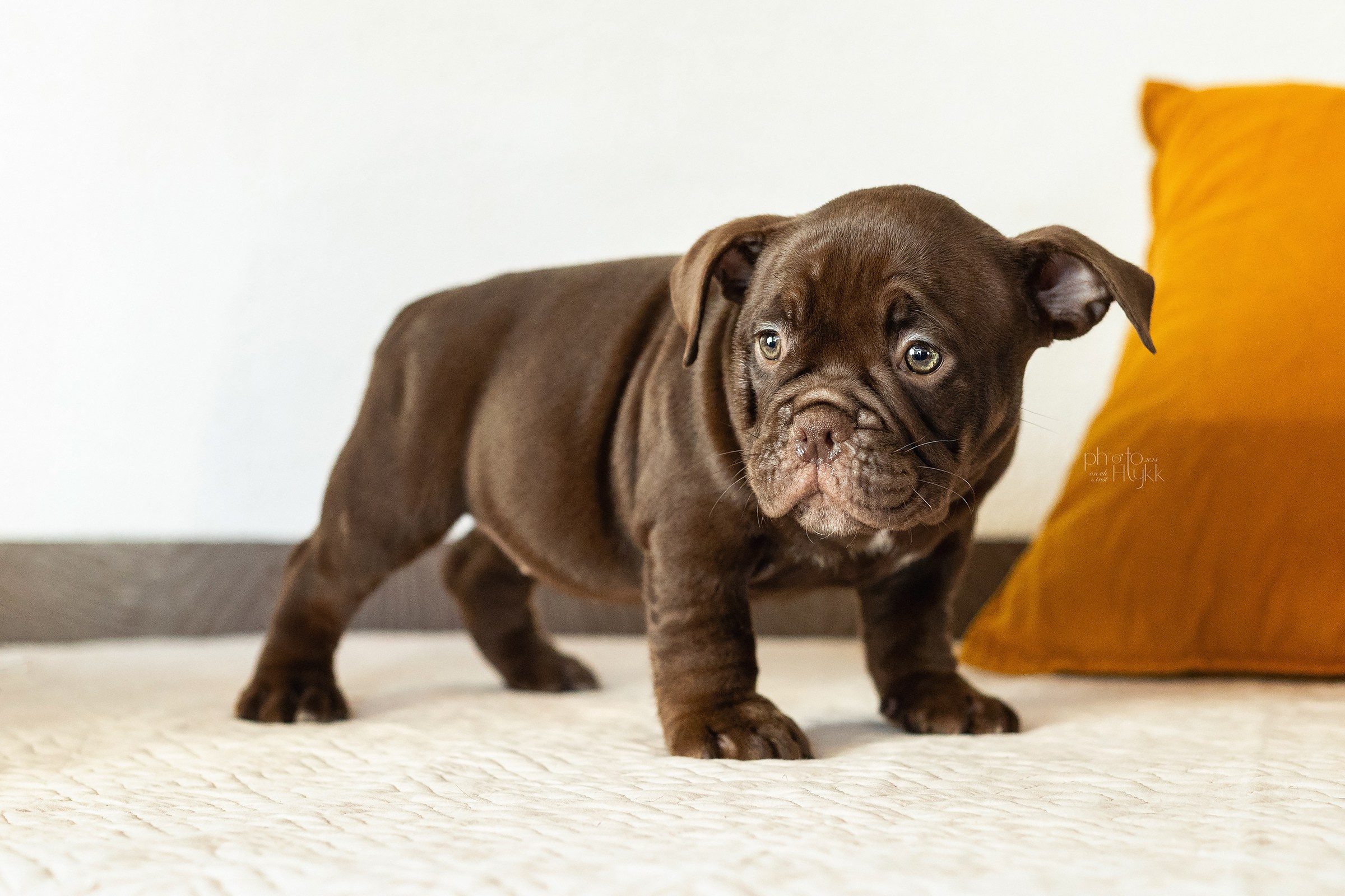 Щенки Американского булли + кошечка. Htykk_photo