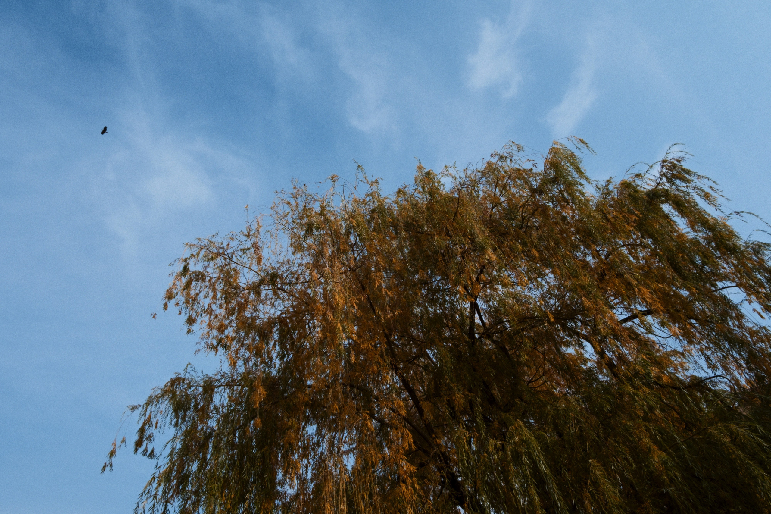 Yerevan / Armenia AW25. Фотограф Юрин Евгений