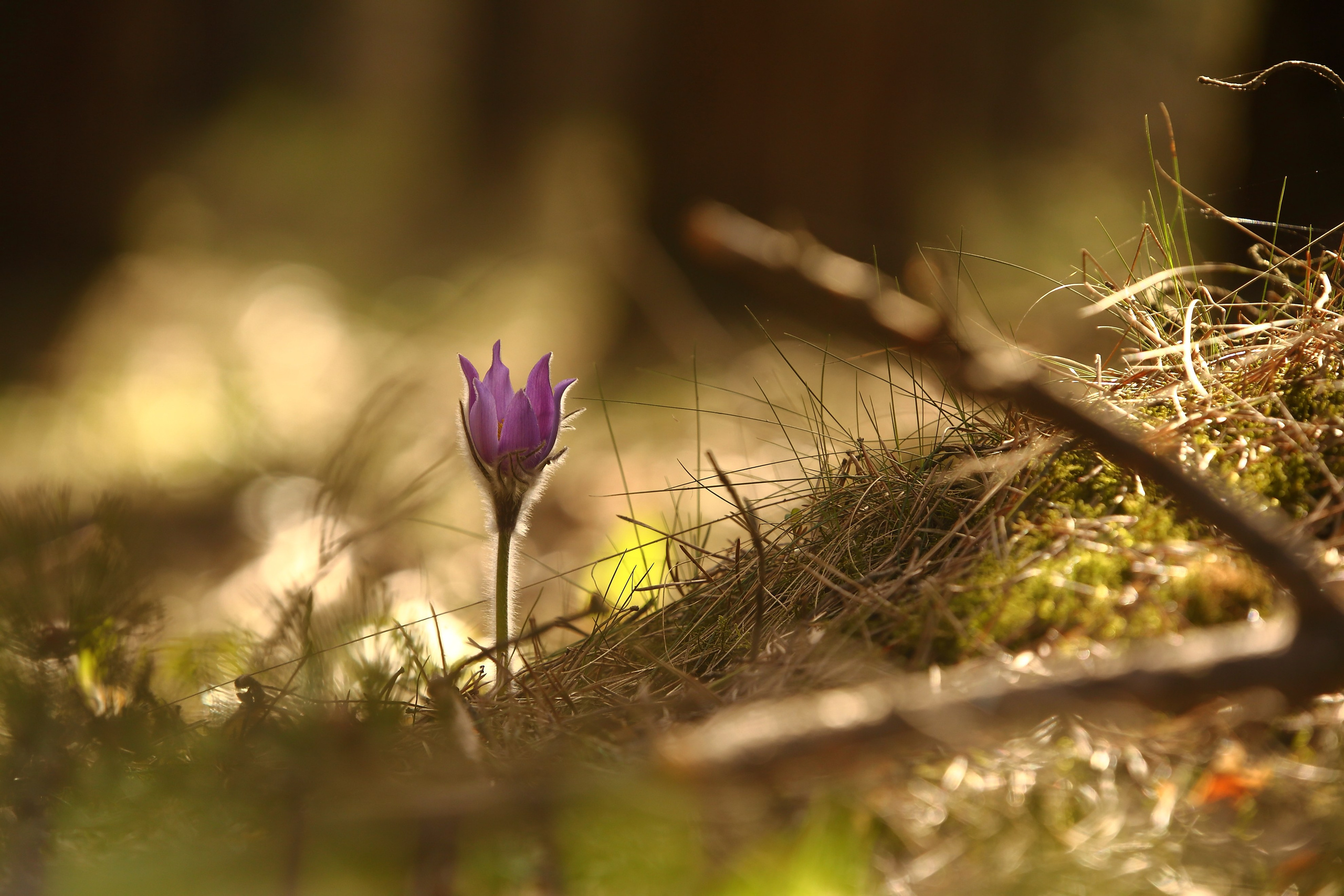 Средняя полоса. Свадебный и репортажный фотограф в Ярославле и Санкт-Петербурге Роман Микрюков